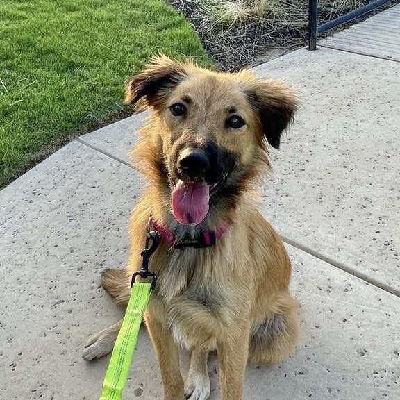 Cinnamon photo 4