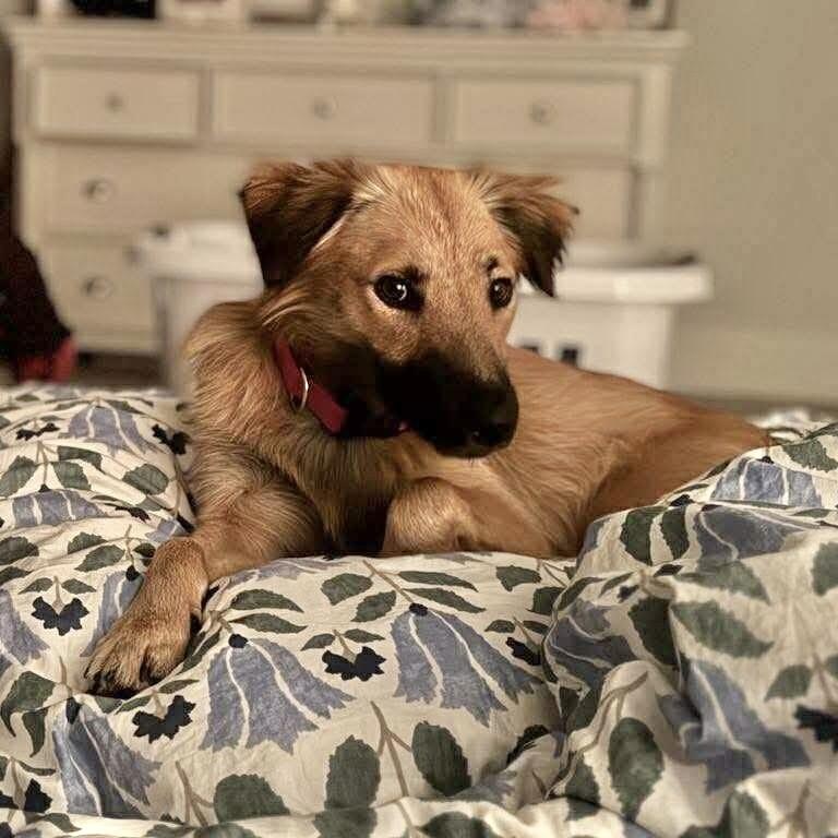 Cinnamon photo 5
