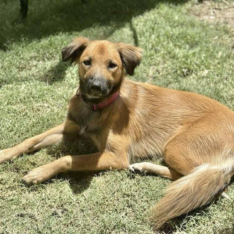 Cinnamon photo 3