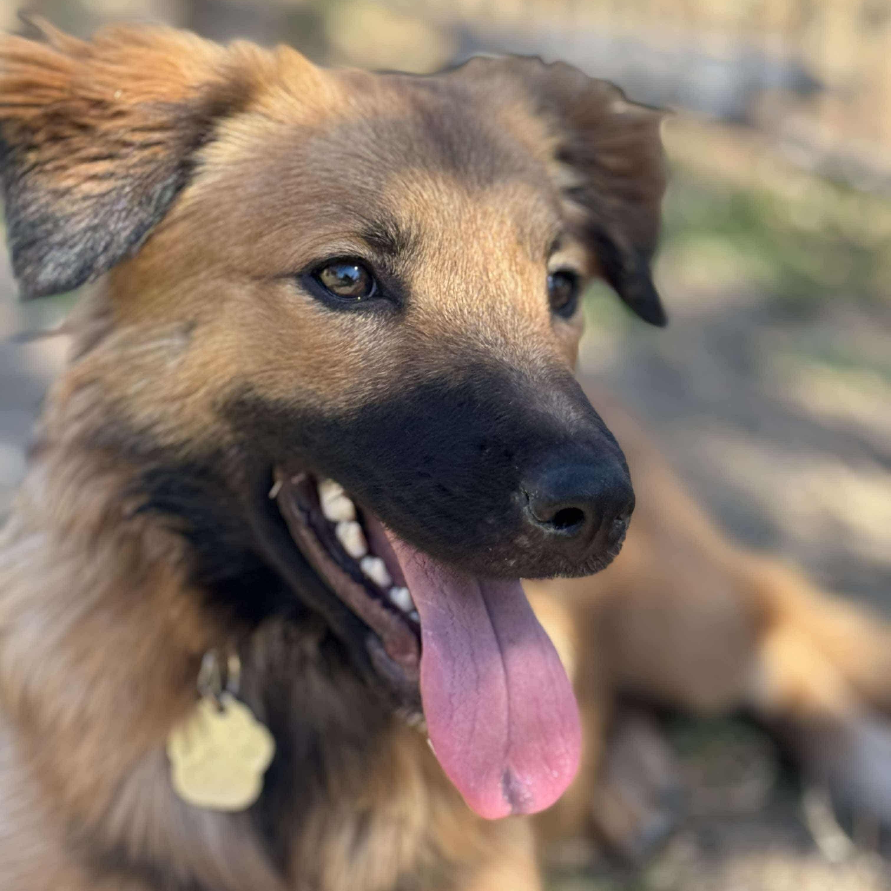Cinnamon, Young Female Black Mouth Cur