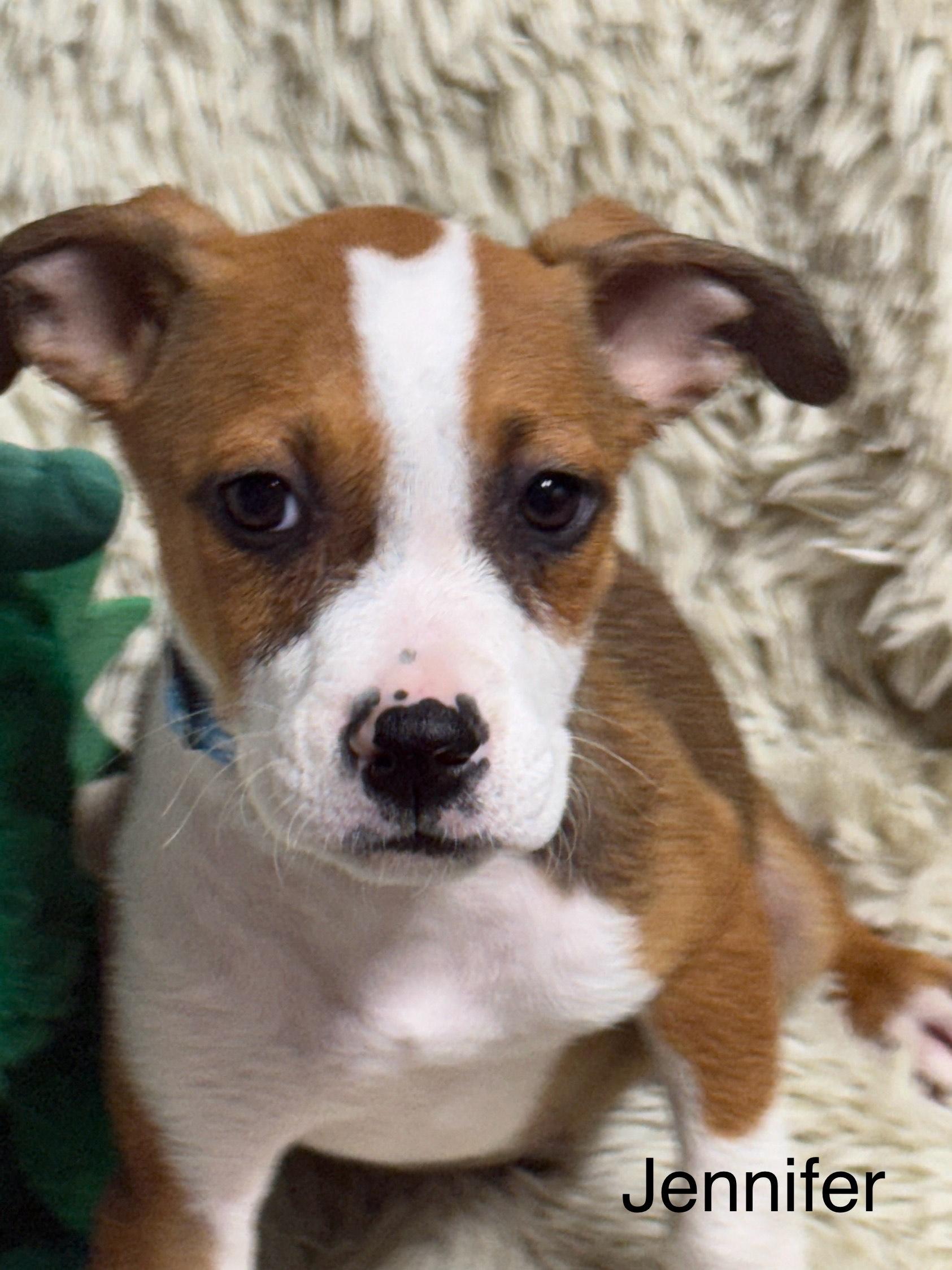 Jennifer, a Adoptable mixed breed in modesto, CA image 1/3