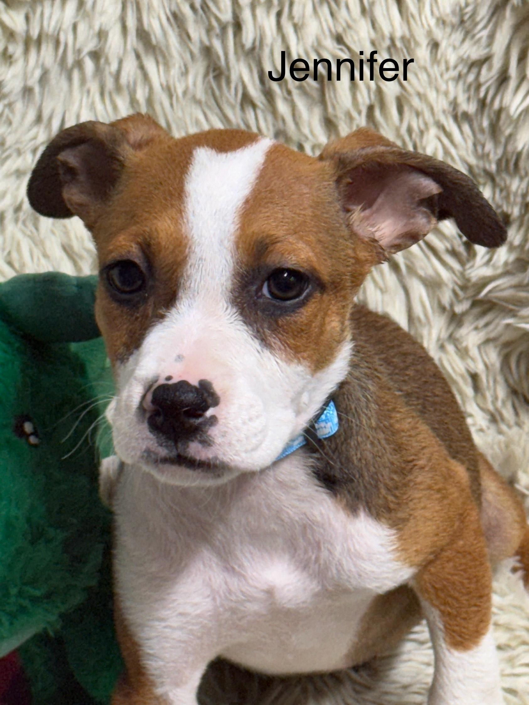 Jennifer, a Adoptable mixed breed in modesto, CA image 2/3