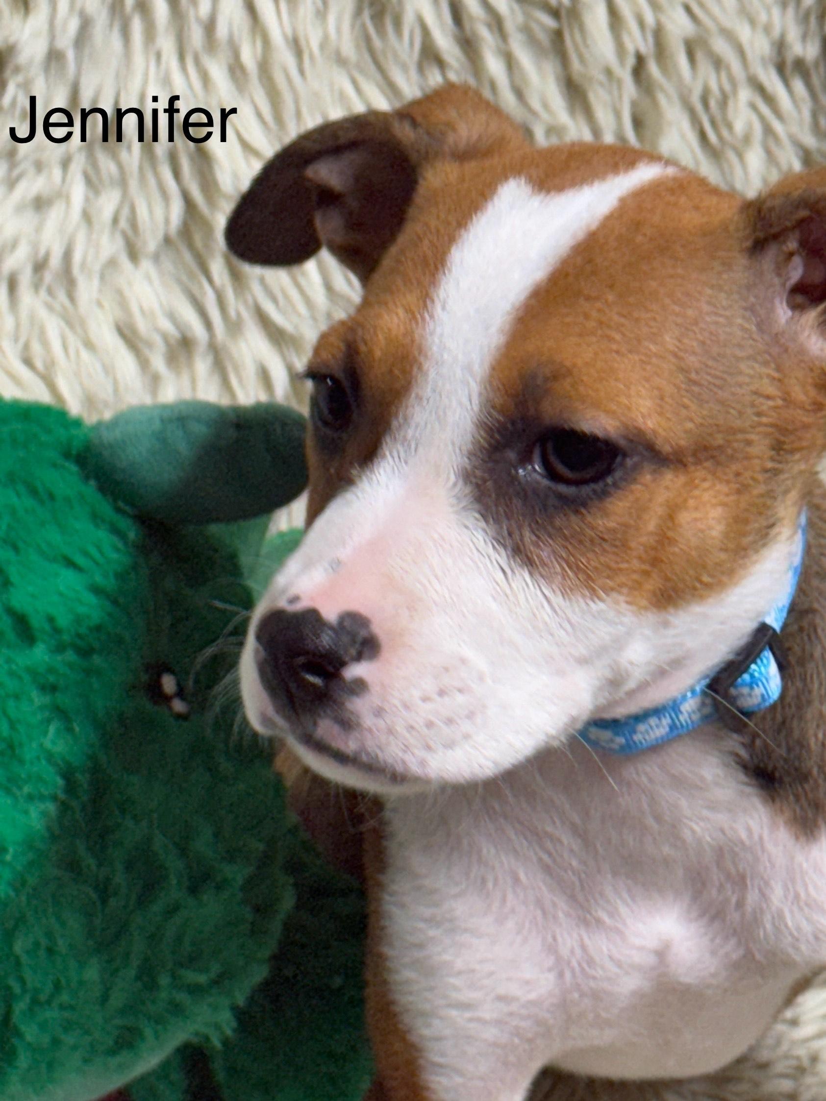 Jennifer, a Adoptable mixed breed in modesto, CA image 3/3