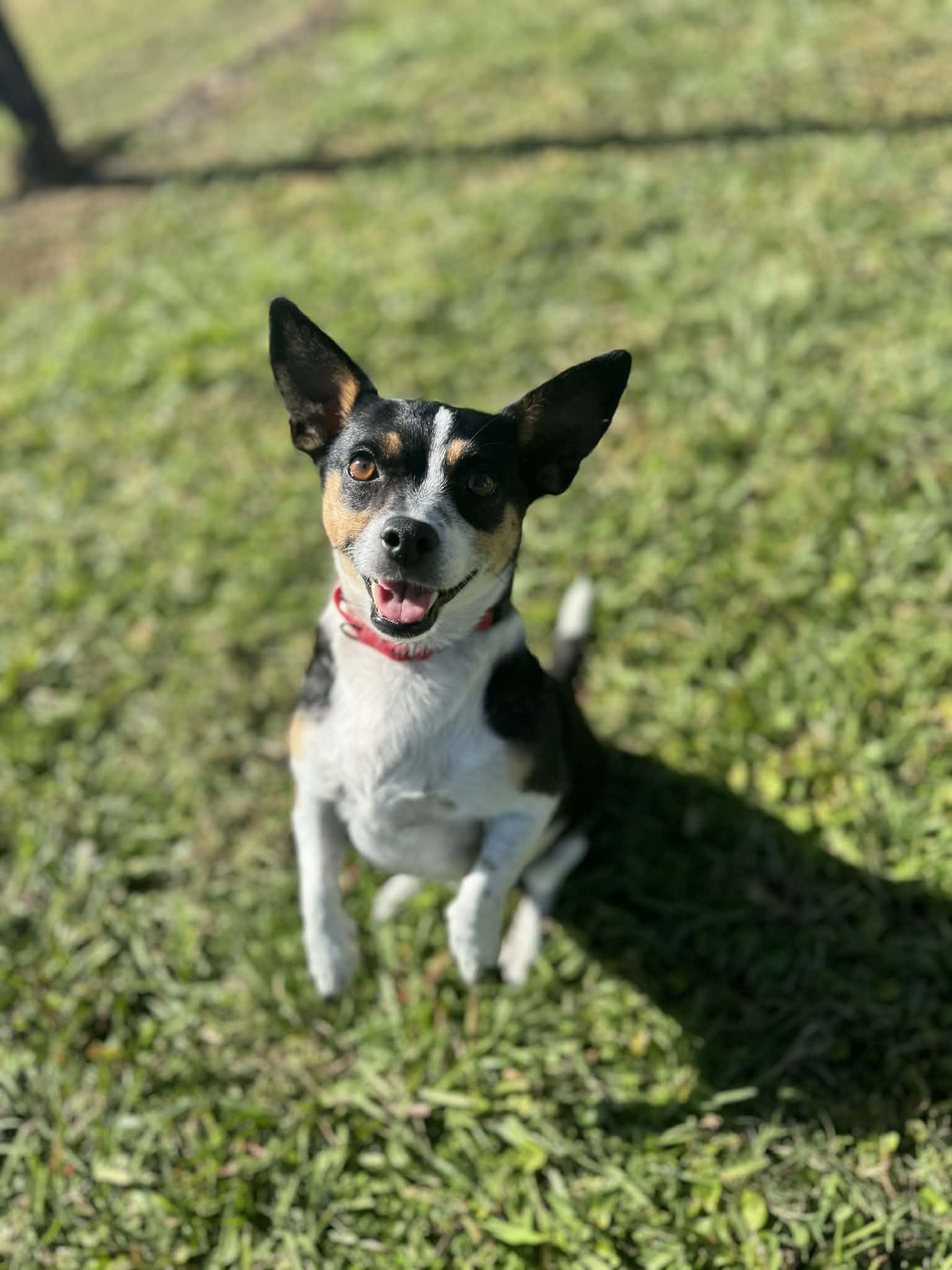 Enlarge Dazey, a ADOPTABLE mixed breed in Myakka City, FL image 2/4