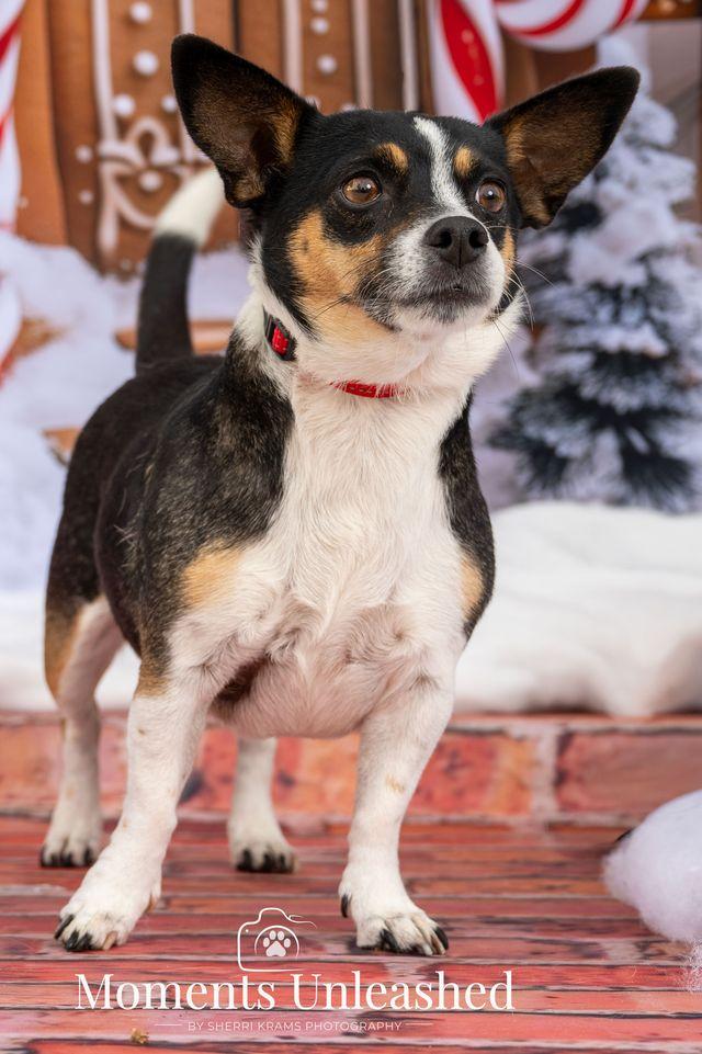 Enlarge Dazey, a ADOPTABLE mixed breed in Myakka City, FL image 3/4