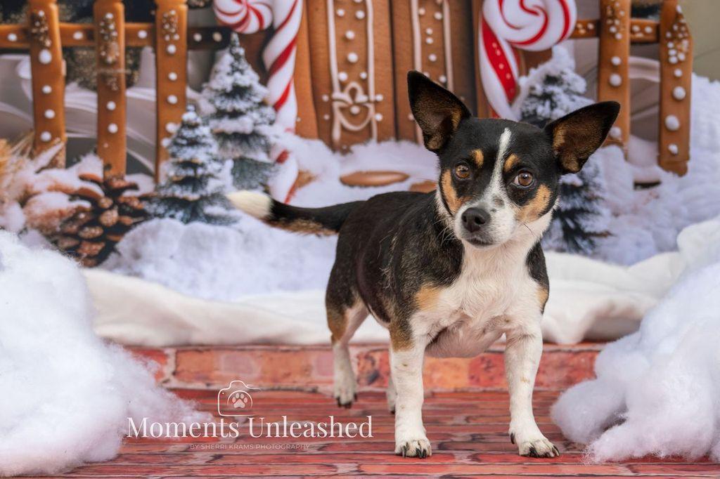 Enlarge Dazey, a ADOPTABLE mixed breed in Myakka City, FL image 4/4