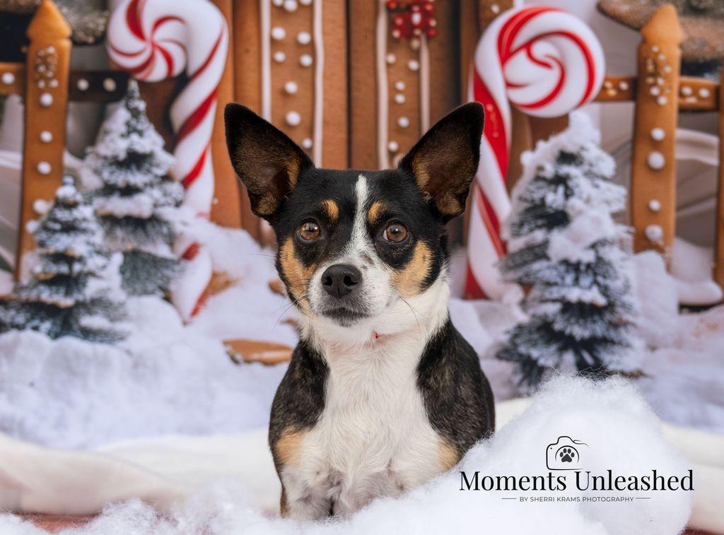 Dazey, ADOPTABLE, Adult Female Chihuahua.