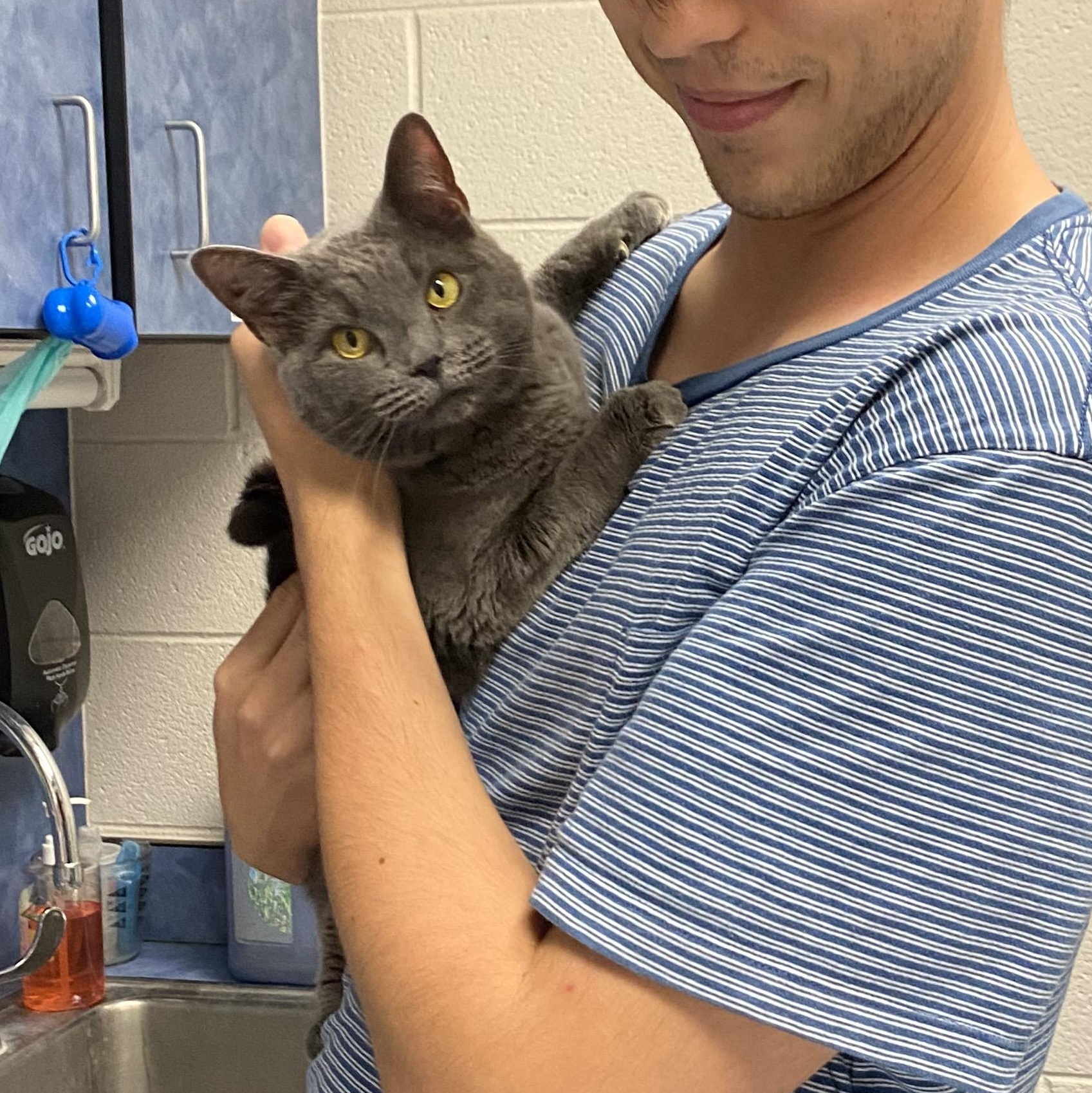 Storm, Adoptable, Young Female Domestic Short Hair.