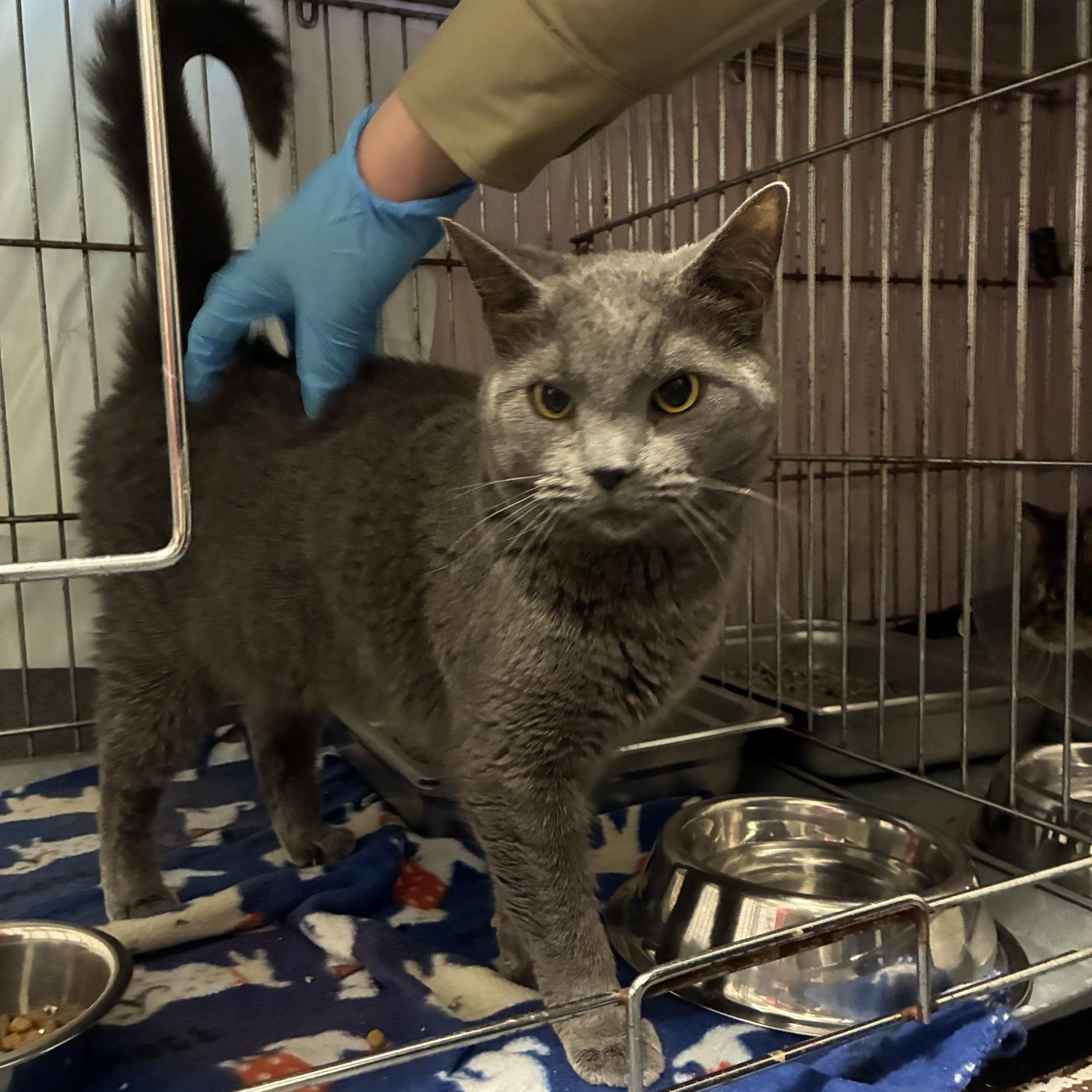 Storm, a Adoptable Domestic Short Hair in King George, VA image 2/4