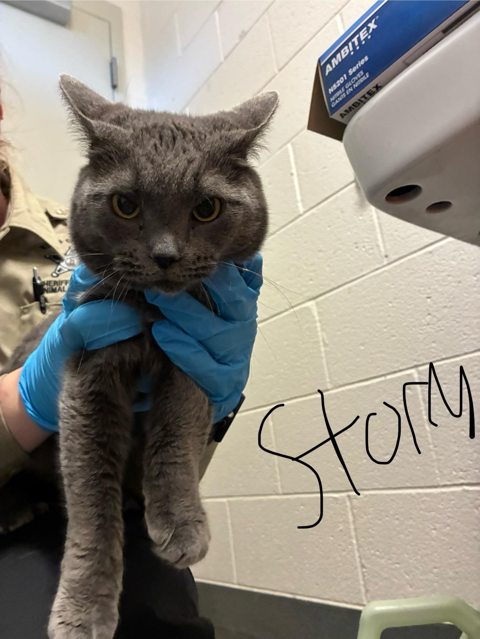 Storm, a Adoptable Domestic Short Hair in King George, VA image 3/4