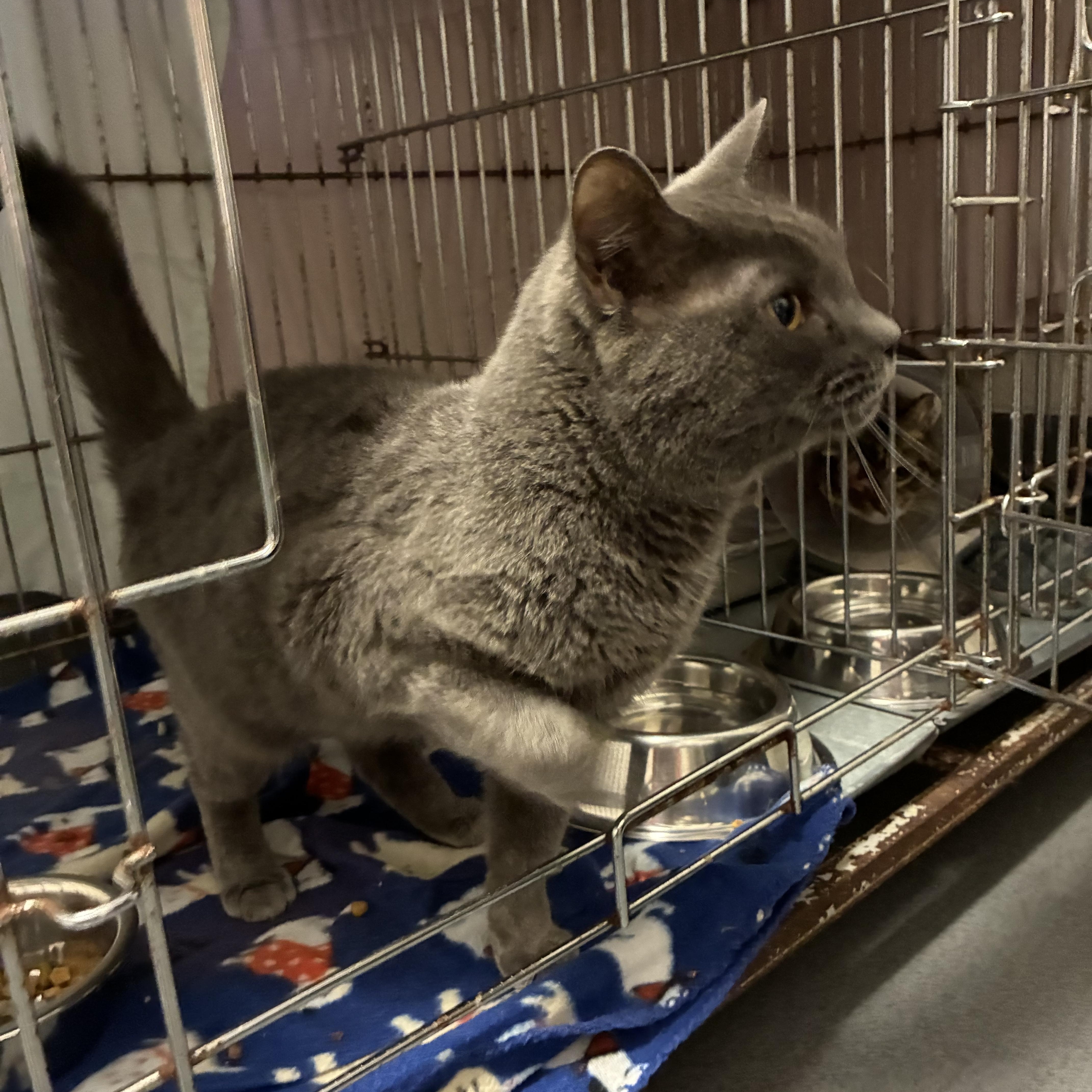 Storm, a Adoptable Domestic Short Hair in King George, VA image 4/4