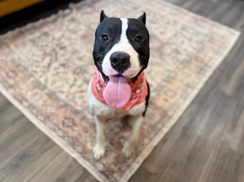 Bond Your Double O Buddy