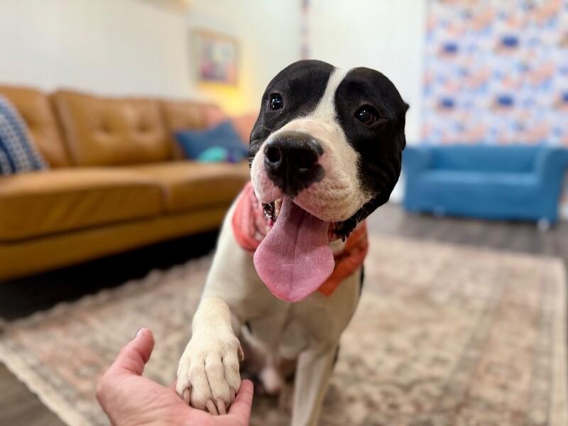 Bond Your Double O Buddy — thumbnail 2