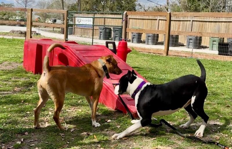 Bond Your Double O Buddy — thumbnail 5