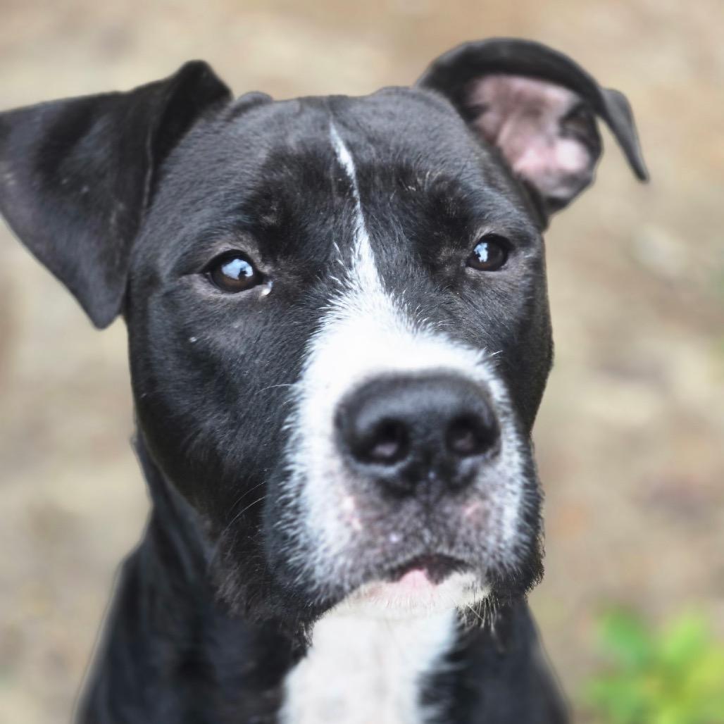 Jake From State Farm, Adoptable, Young Male Great Dane & Schnauzer.