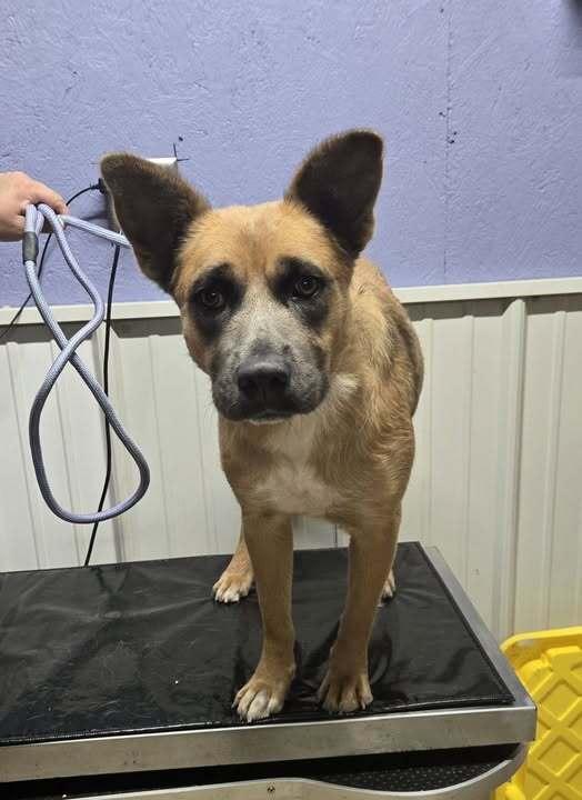 Enlarge Amber, a Adoptable mixed breed in Waverly, OH image 1/1