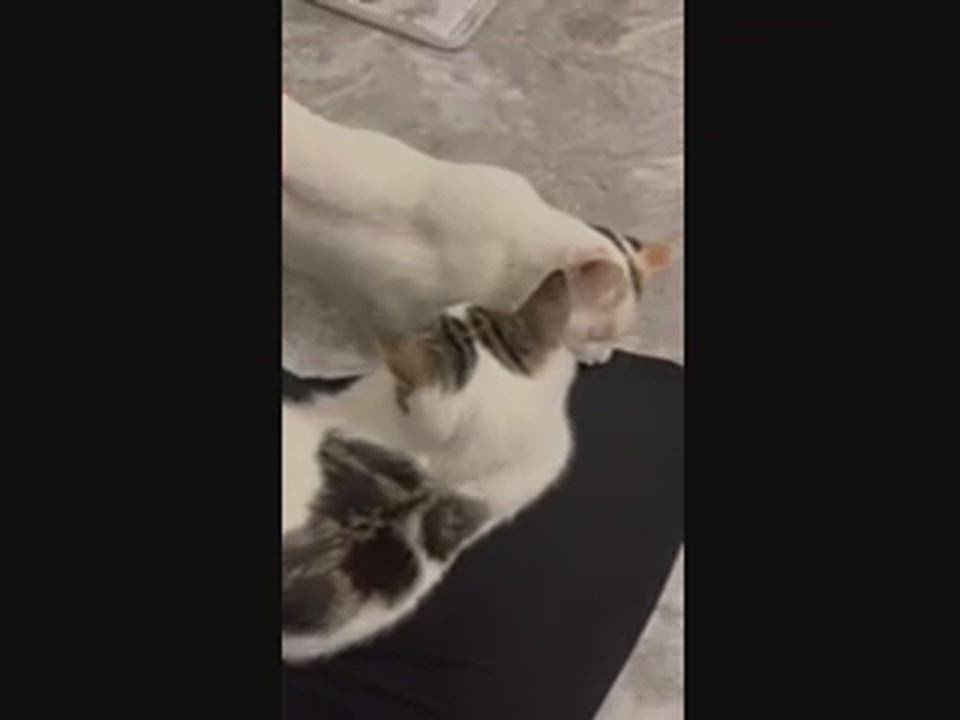 Captain, an adoptable Domestic Short Hair in Redlands, CA_image-1