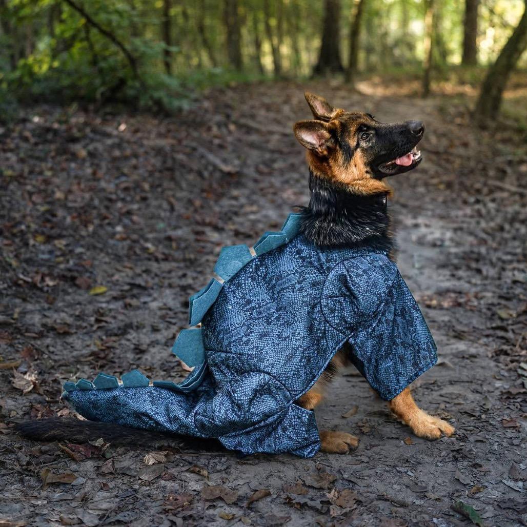 Sadhbh "Syve", Adoptable, Young Female German Shepherd Dog.