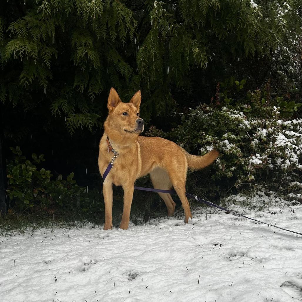 Buttercup, Adoptable, Adult Female German Shepherd Dog & Mixed Breed.