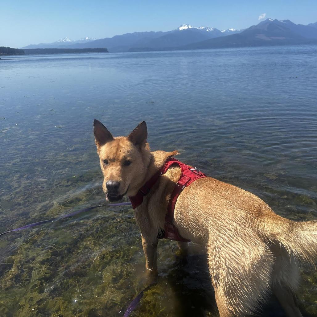 Enlarge Buttercup, a Adoptable mixed breed in Bellingham, WA image 2/4