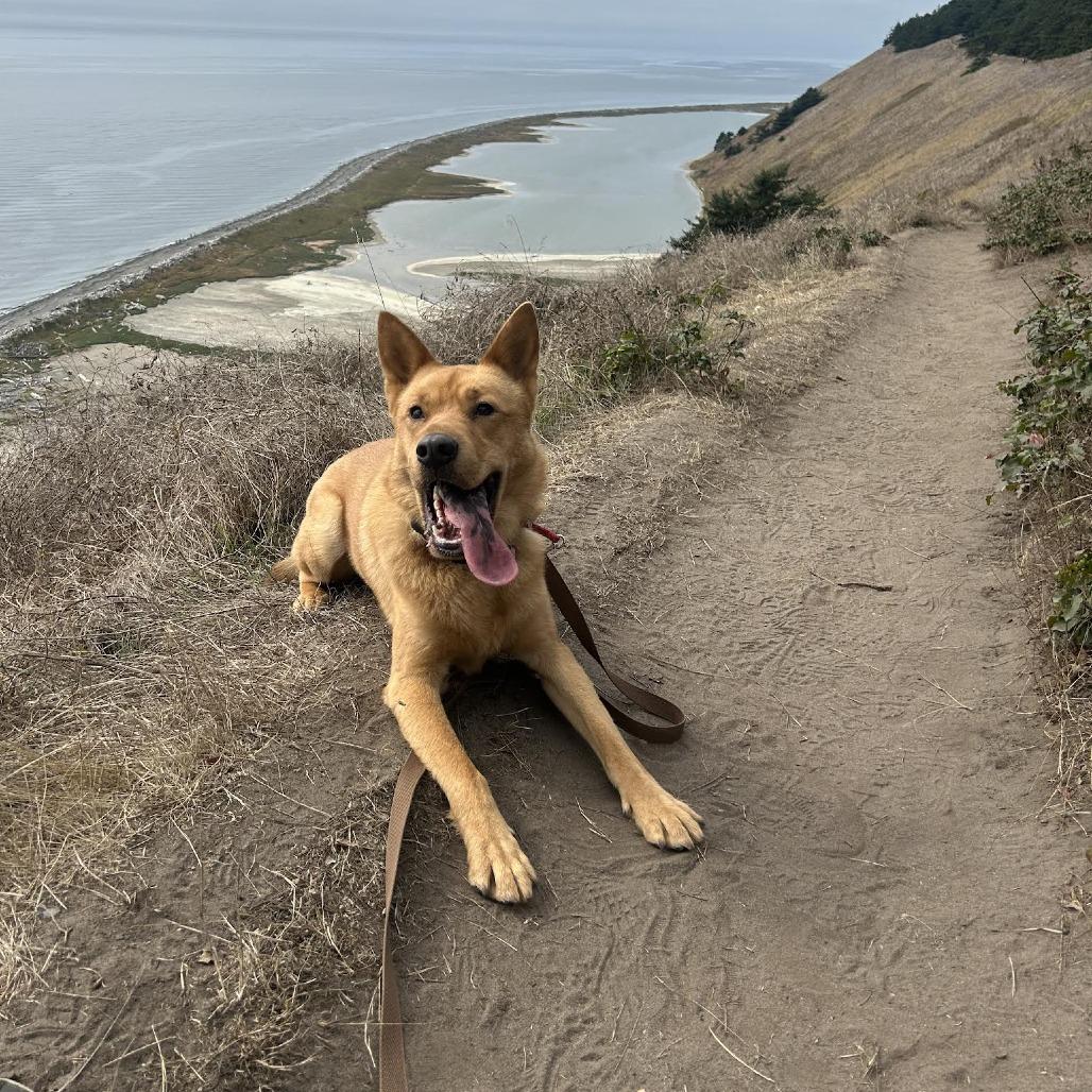 Enlarge Buttercup, a Adoptable mixed breed in Bellingham, WA image 4/4