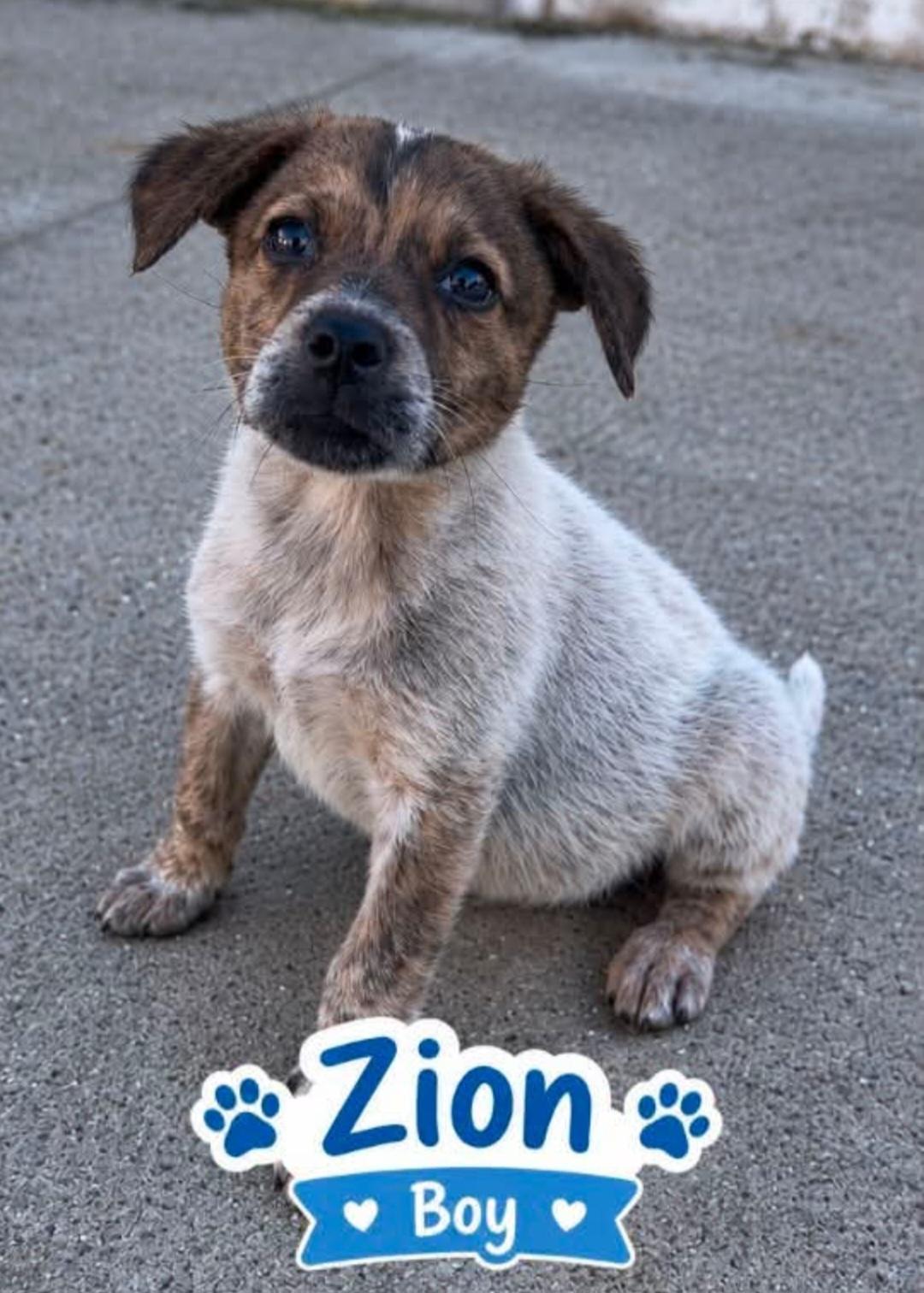 Enlarge Zion, a Adoptable mixed breed in merrillville, IN image 1/1