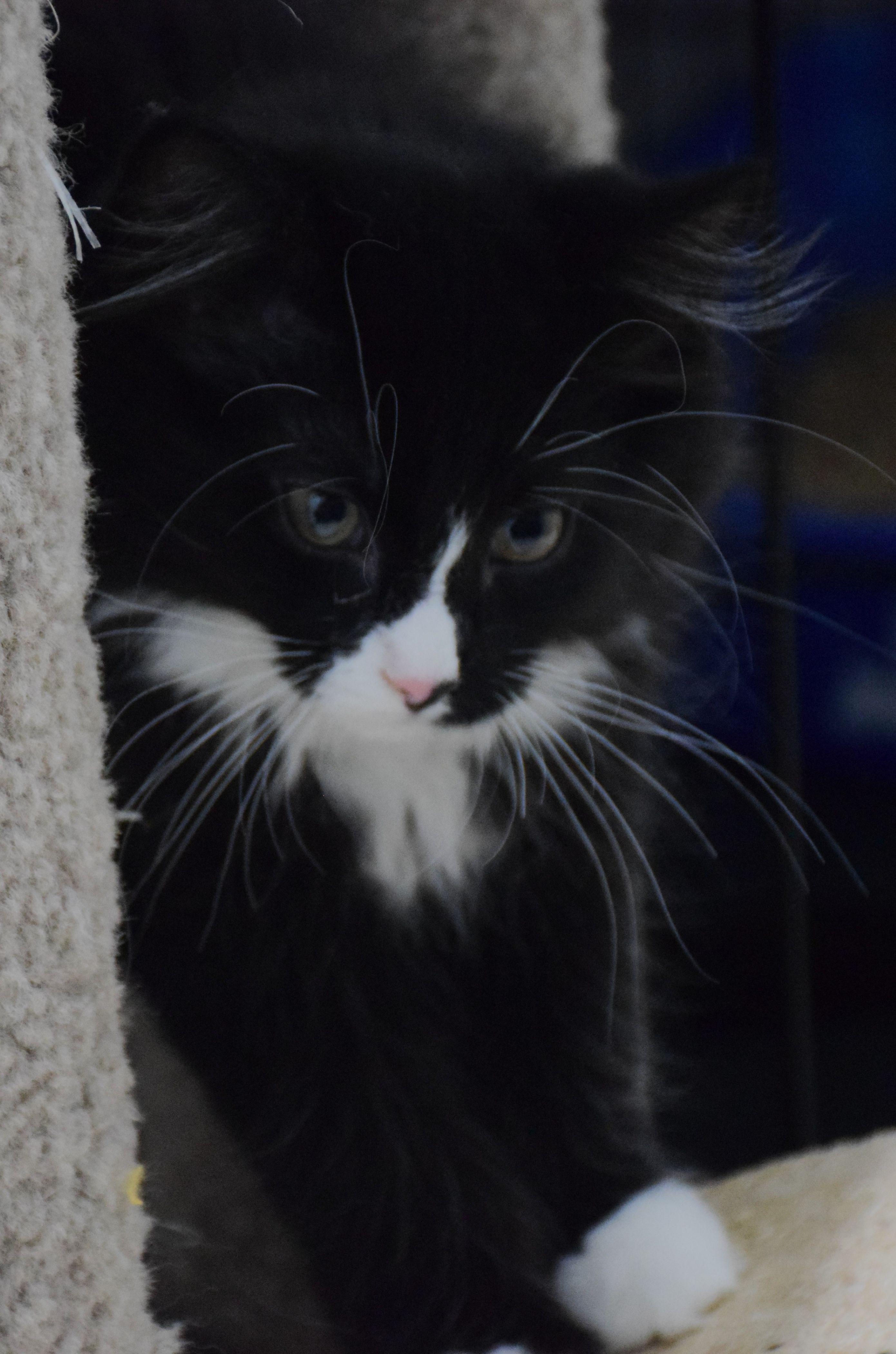 Enlarge Felix, an adopted Domestic Medium Hair in Claresholm, AB image 1/1