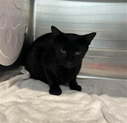 Enlarge BUTTON, a Adoptable Domestic Short Hair in London, ON image 1/1