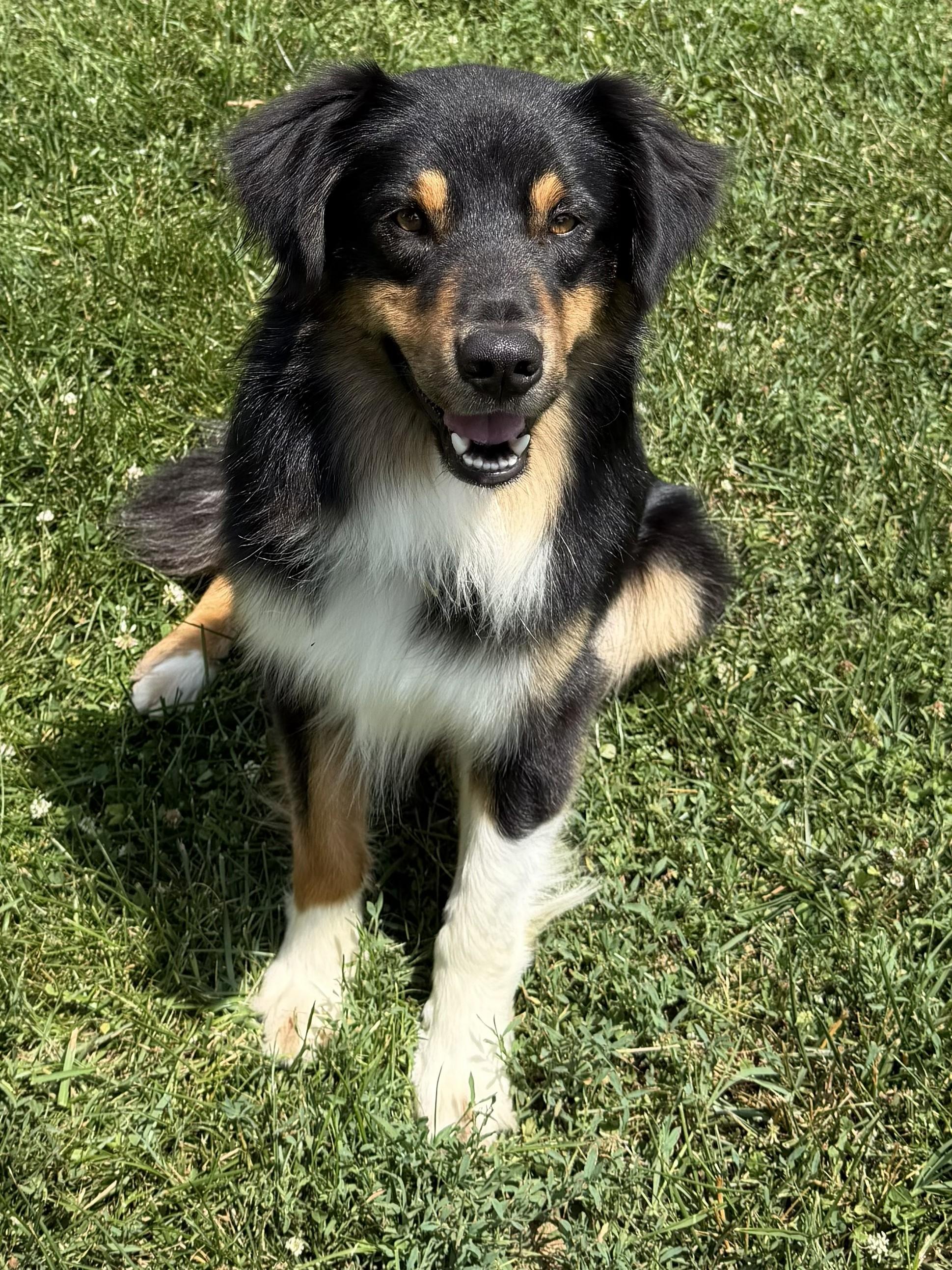 Daniel, a ADOPTABLE Australian Shepherd in Alexandria, VA image 2/2