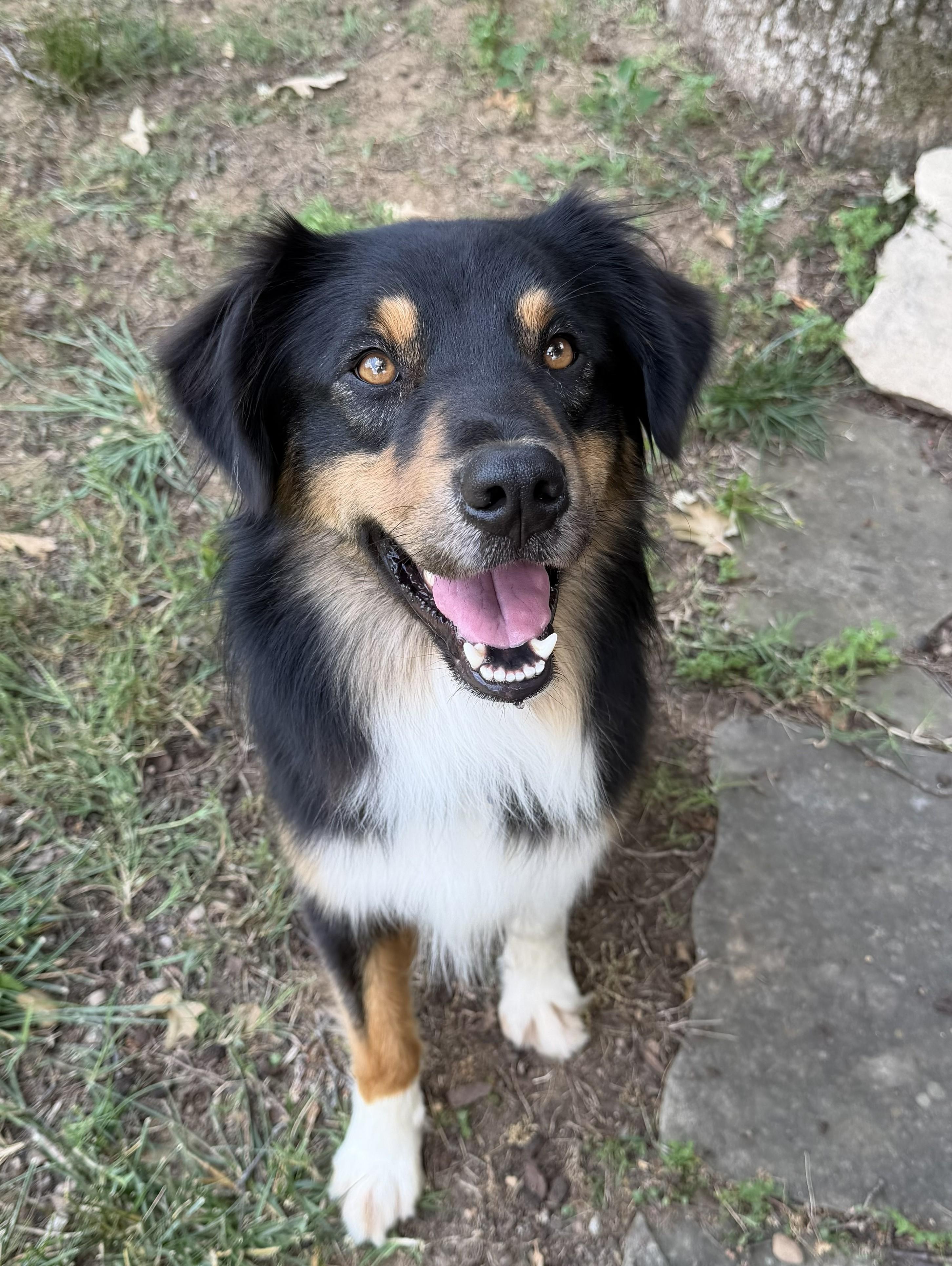 Daniel, ADOPTABLE, Young Male Australian Shepherd.