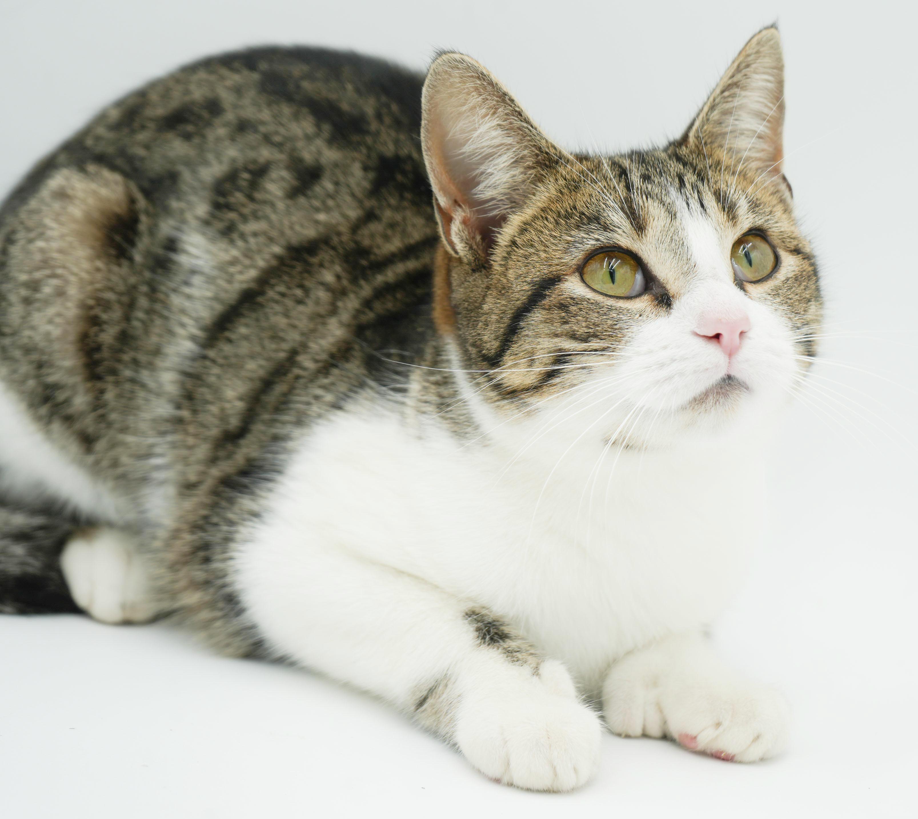 Polyanna is not just pretty and precious - she's POLYDACTYL - extra toesies!, a Adoptable mixed breed in Bedford Hills, NY image 4/6