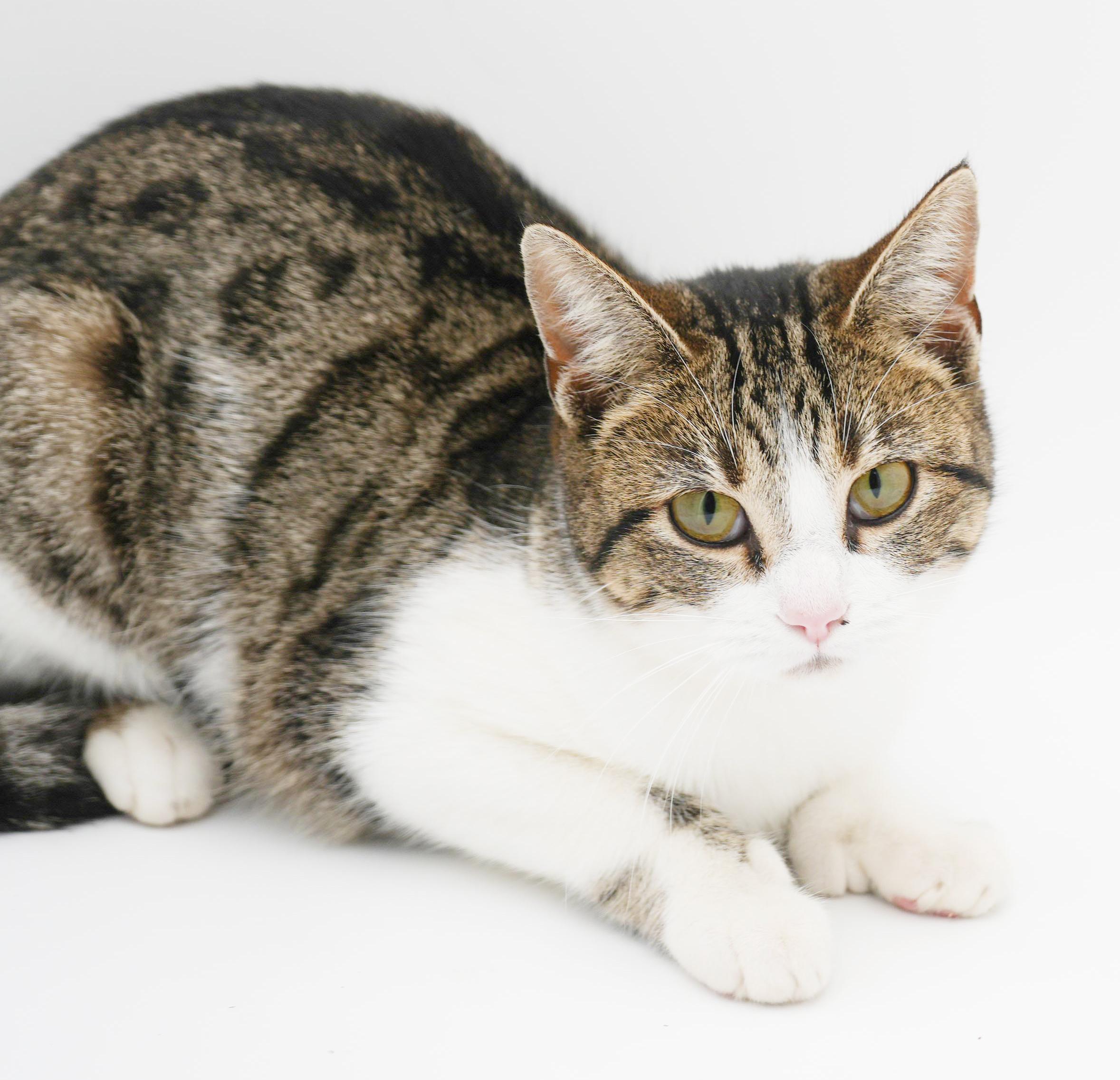 Polyanna is not just pretty and precious - she's POLYDACTYL - extra toesies!, Adoptable, Kitten Female Extra-Toes Cat / Hemingway Polydactyl & Turkish Van.