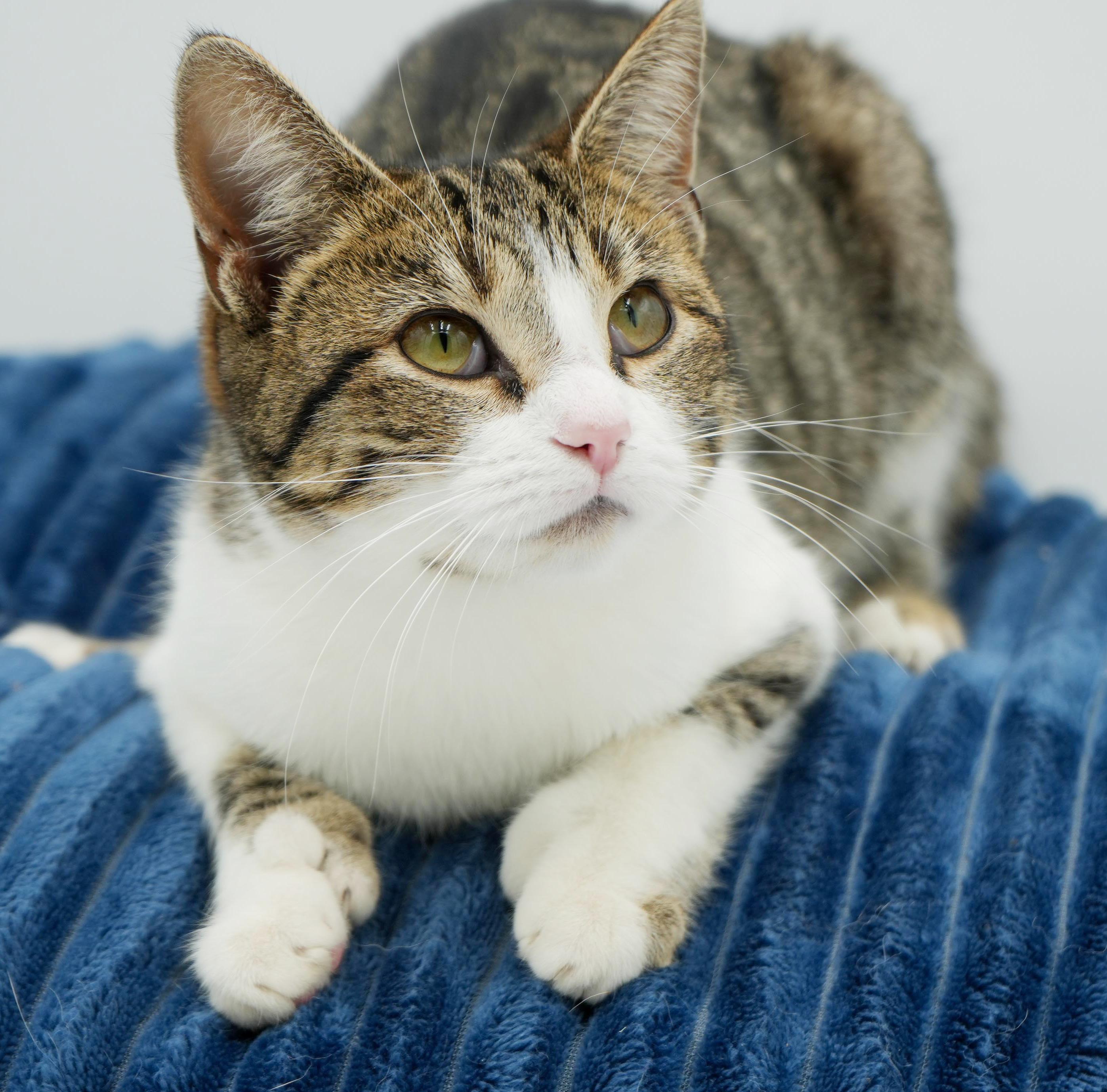 Polyanna is not just pretty and precious - she's POLYDACTYL - extra toesies!, a Adoptable mixed breed in Bedford Hills, NY image 5/6