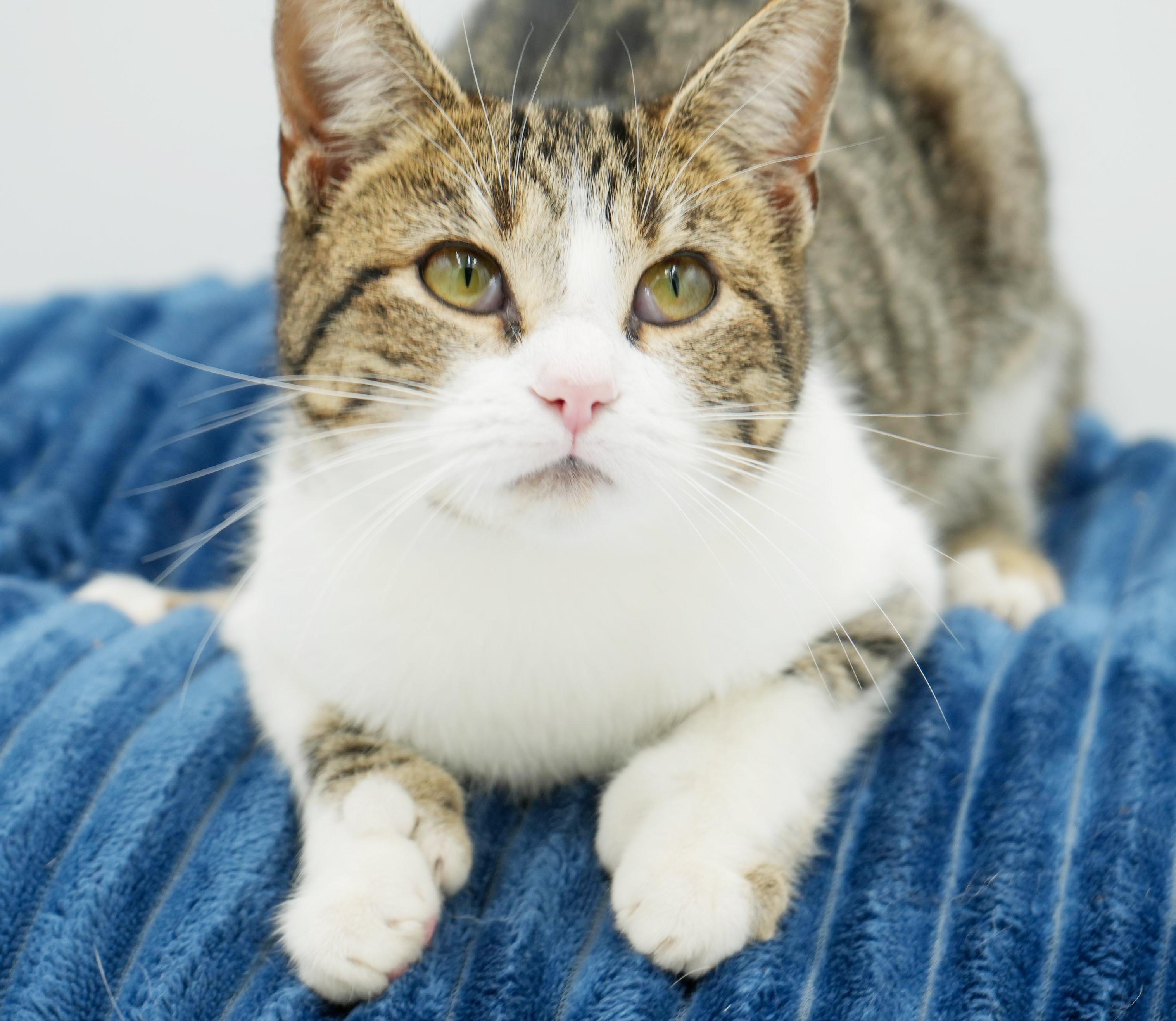 Polyanna is not just pretty and precious - she's POLYDACTYL - extra toesies!, a Adoptable mixed breed in Bedford Hills, NY image 3/6