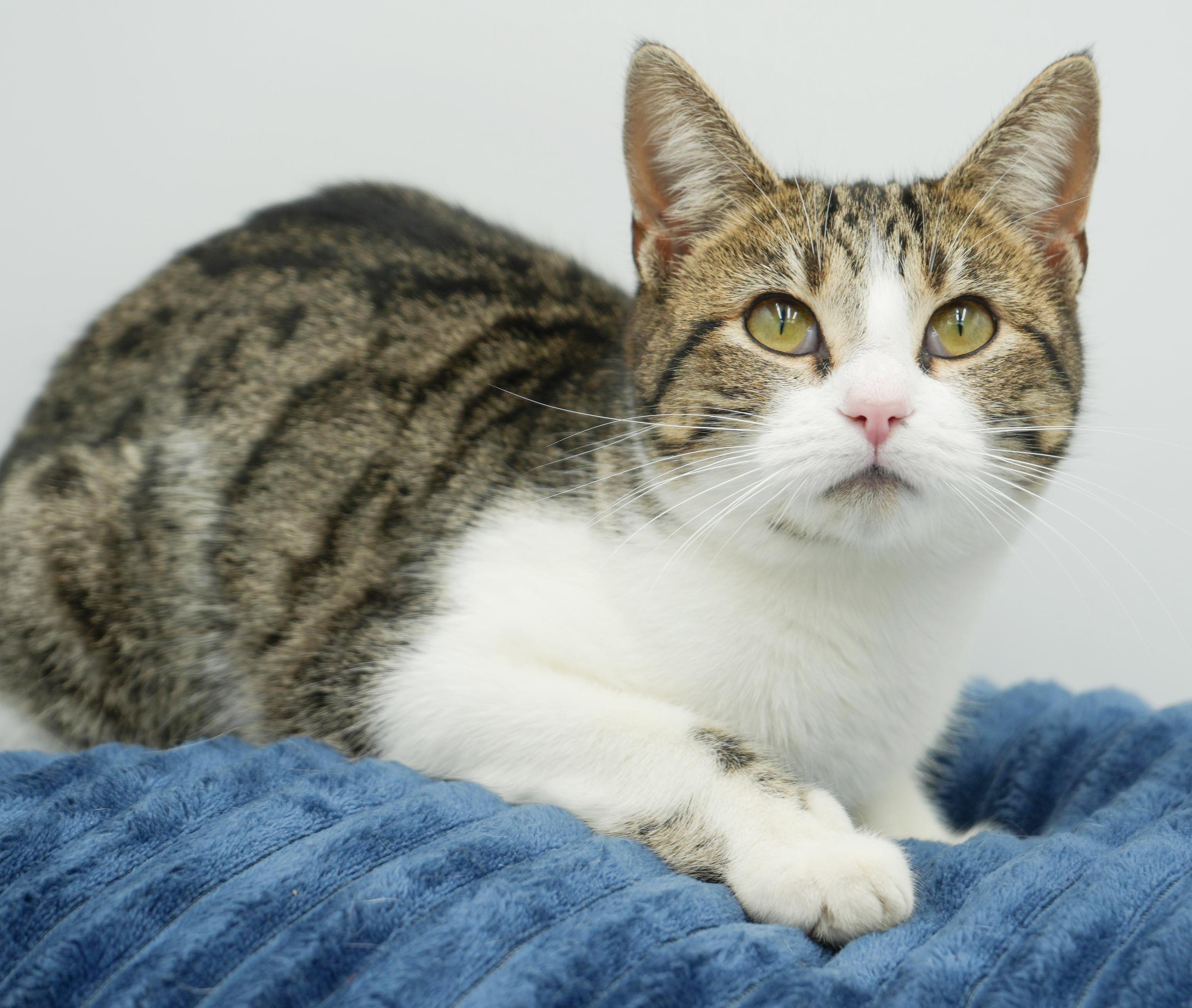 Polyanna is not just pretty and precious - she's POLYDACTYL - extra toesies!, a Adoptable mixed breed in Bedford Hills, NY image 2/6