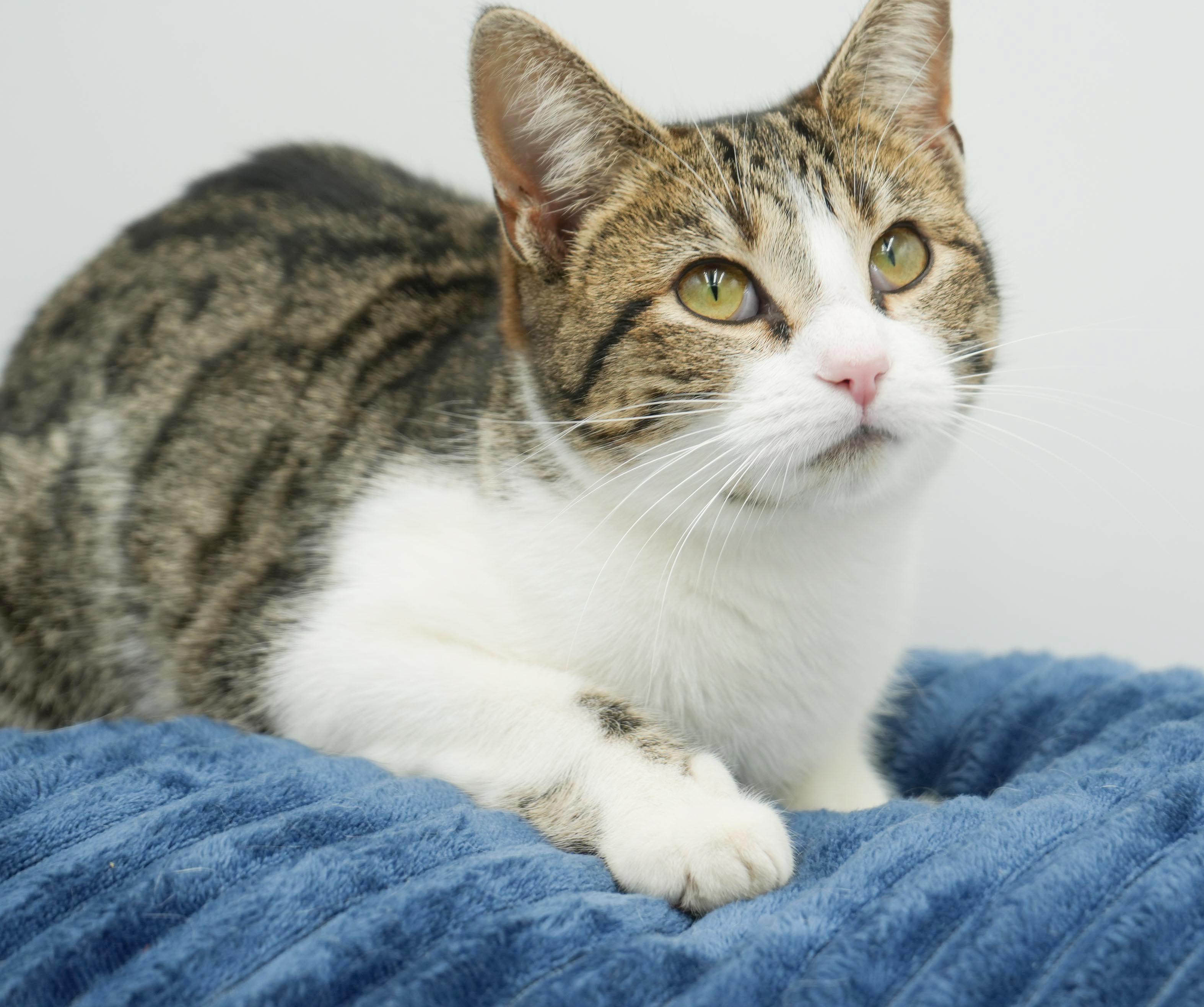 Polyanna is not just pretty and precious - she's POLYDACTYL - extra toesies!, a Adoptable mixed breed in Bedford Hills, NY image 6/6