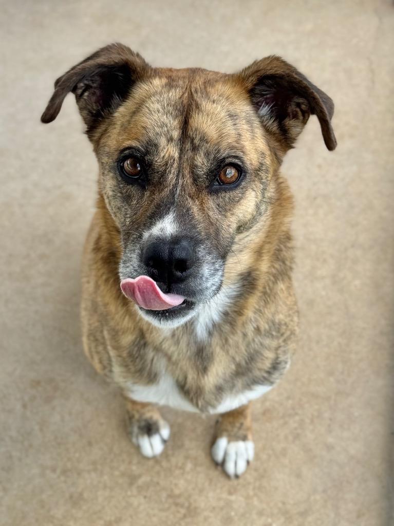 Kongo, Adoptable, Adult Male Mountain Cur.