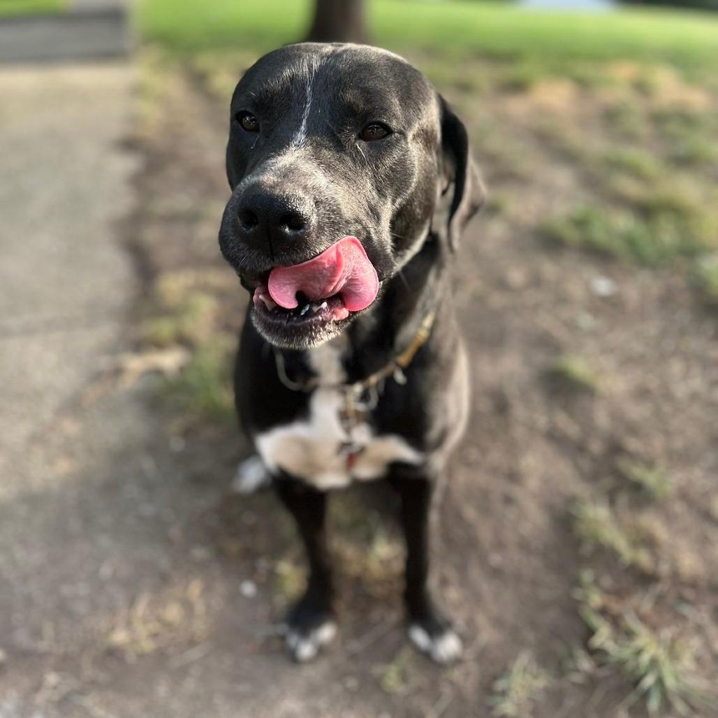 Enlarge Licorice, a Adoptable mixed breed in Chatsworth, CA image 1/1