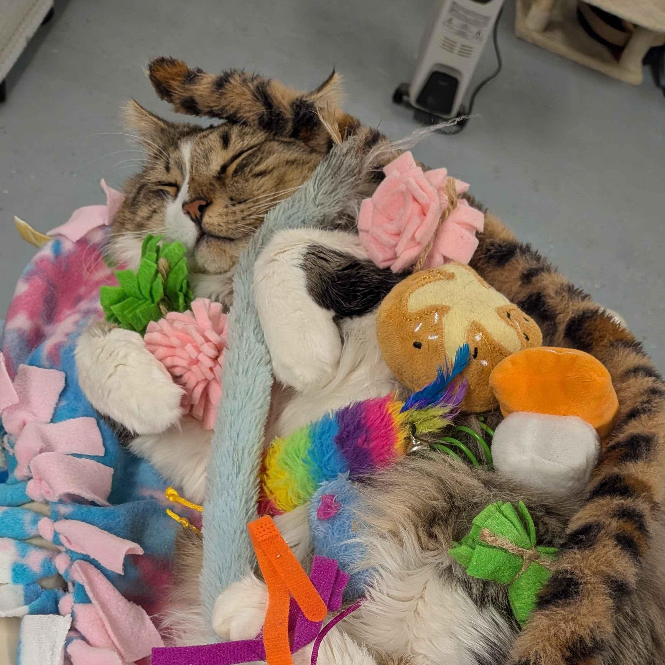 Enlarge Scrub Daddy, an adopted Domestic Long Hair in San Luis Obispo, CA image 1/6