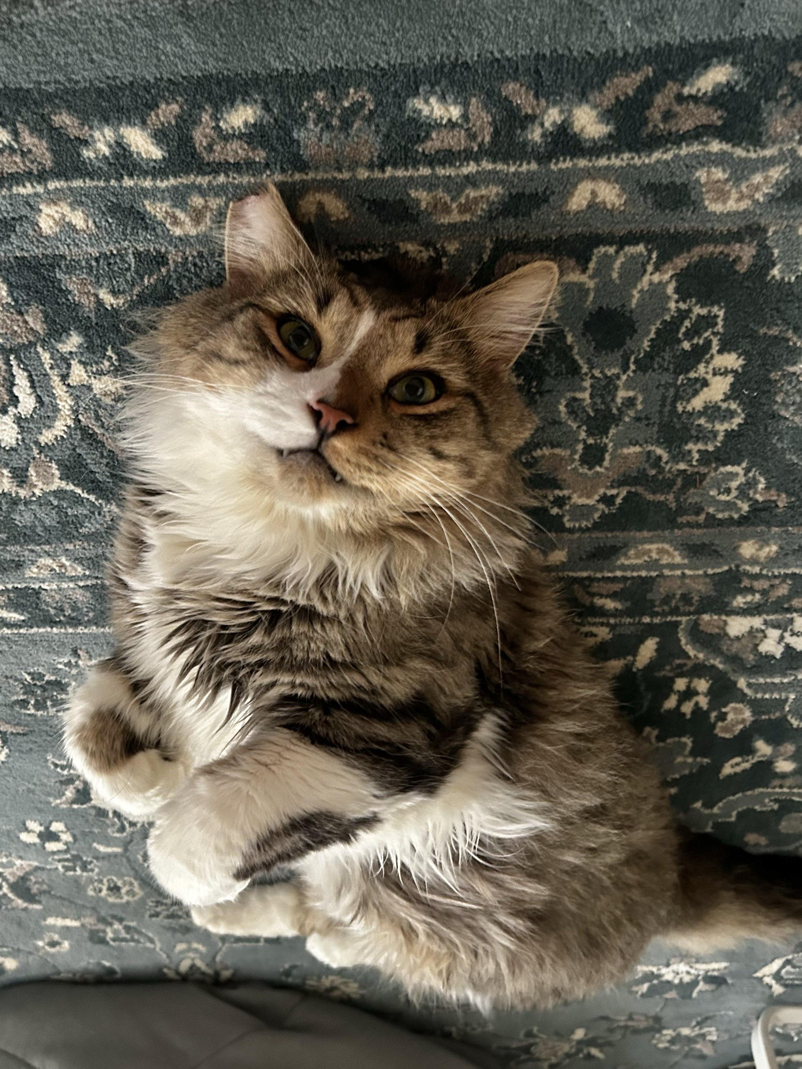 Scrub Daddy, Adoptable, Adult Male Domestic Long Hair.