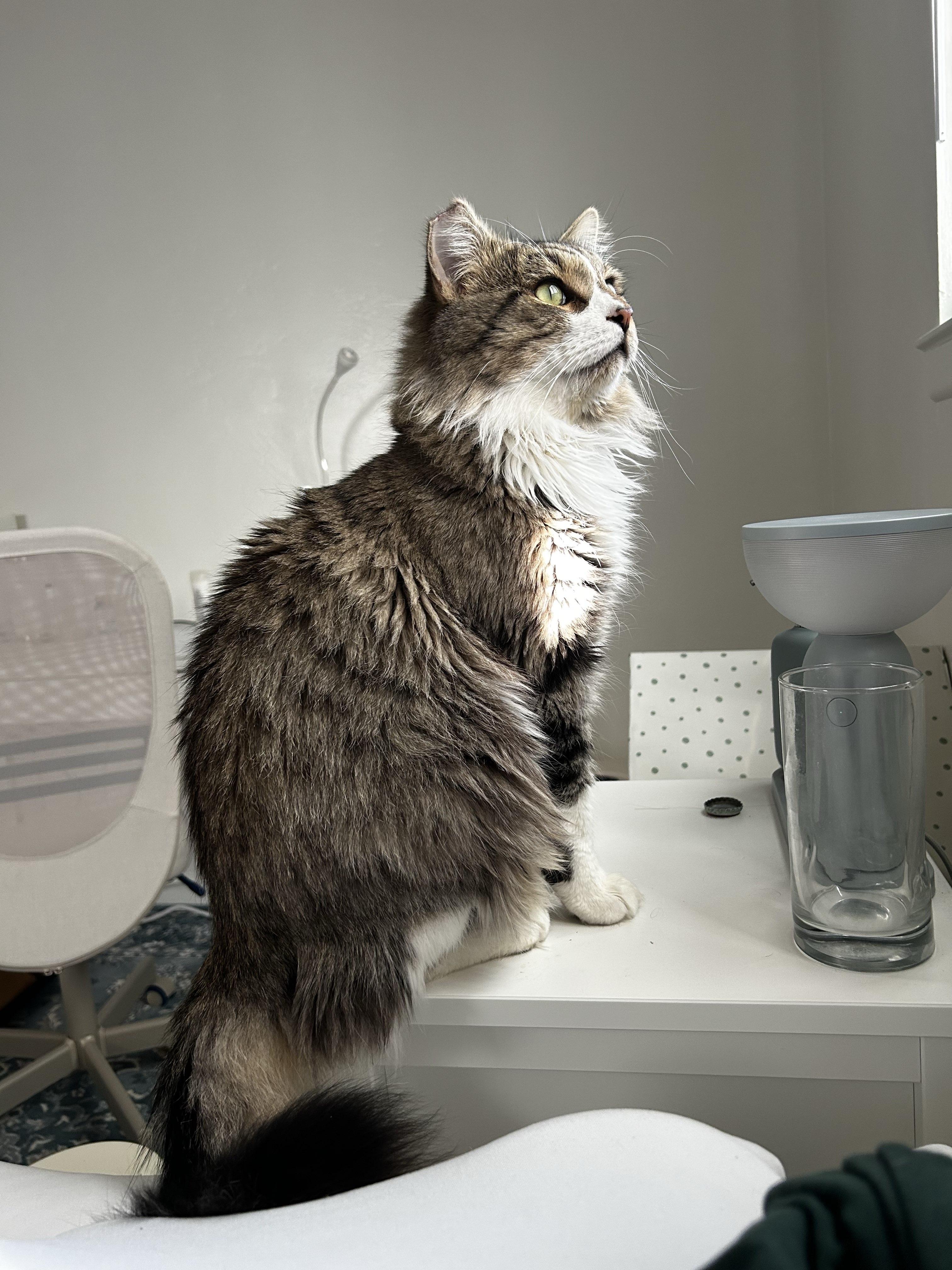 Enlarge Scrub Daddy, a Adoptable Domestic Long Hair in San Luis Obispo, CA image 2/5