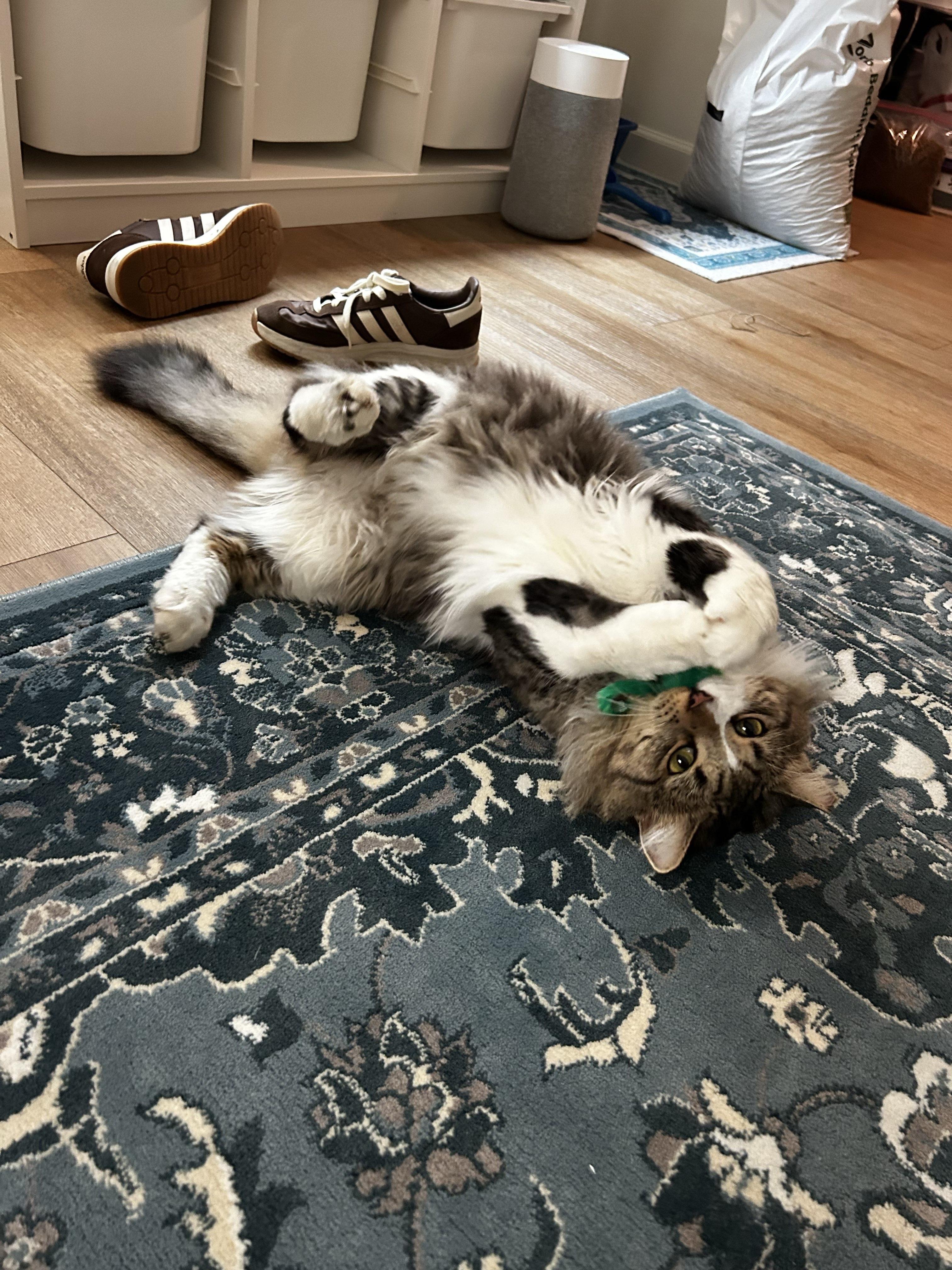 Enlarge Scrub Daddy, a Adoptable Domestic Long Hair in San Luis Obispo, CA image 3/5