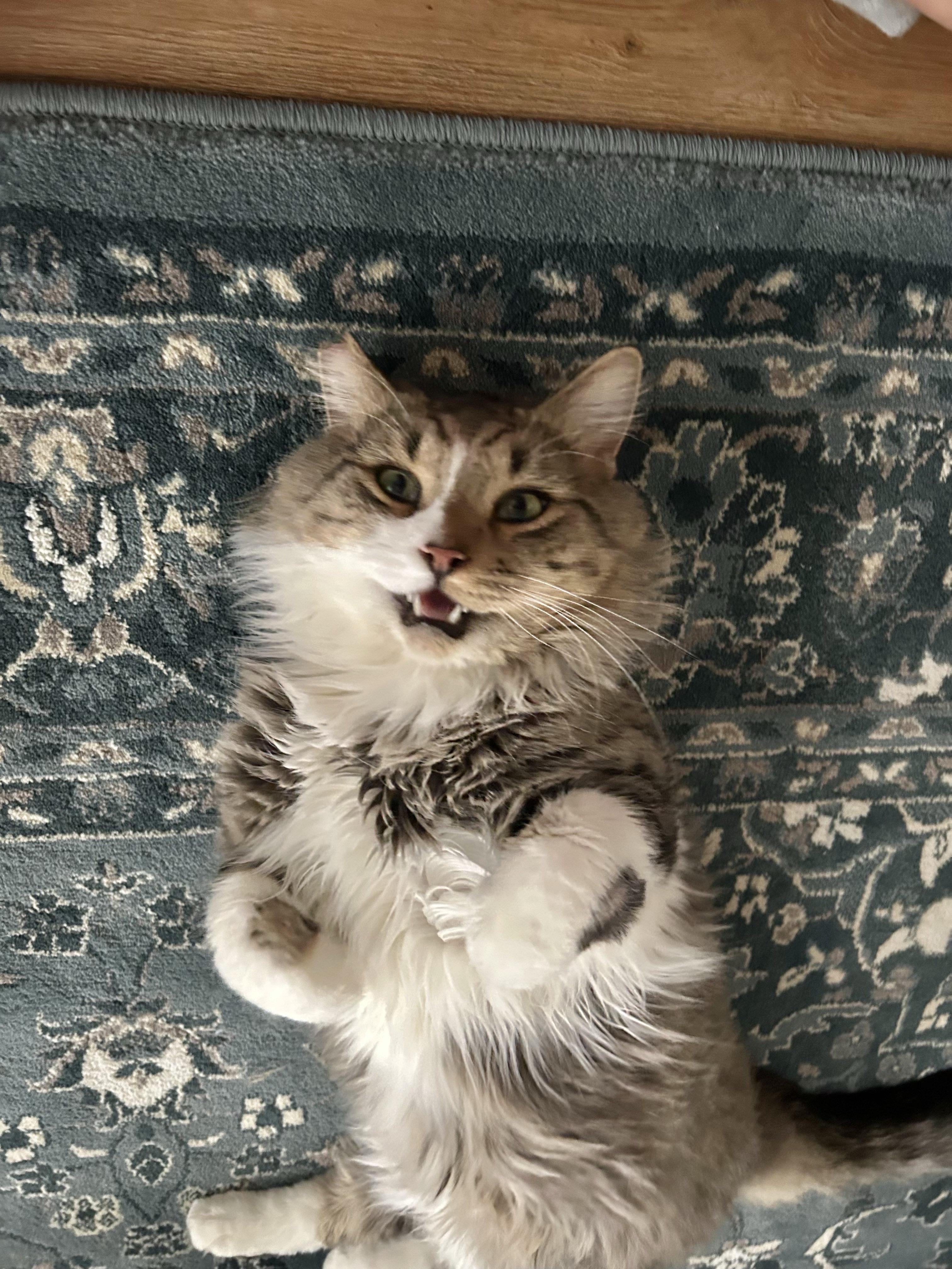 Enlarge Scrub Daddy, a Adoptable Domestic Long Hair in San Luis Obispo, CA image 4/5