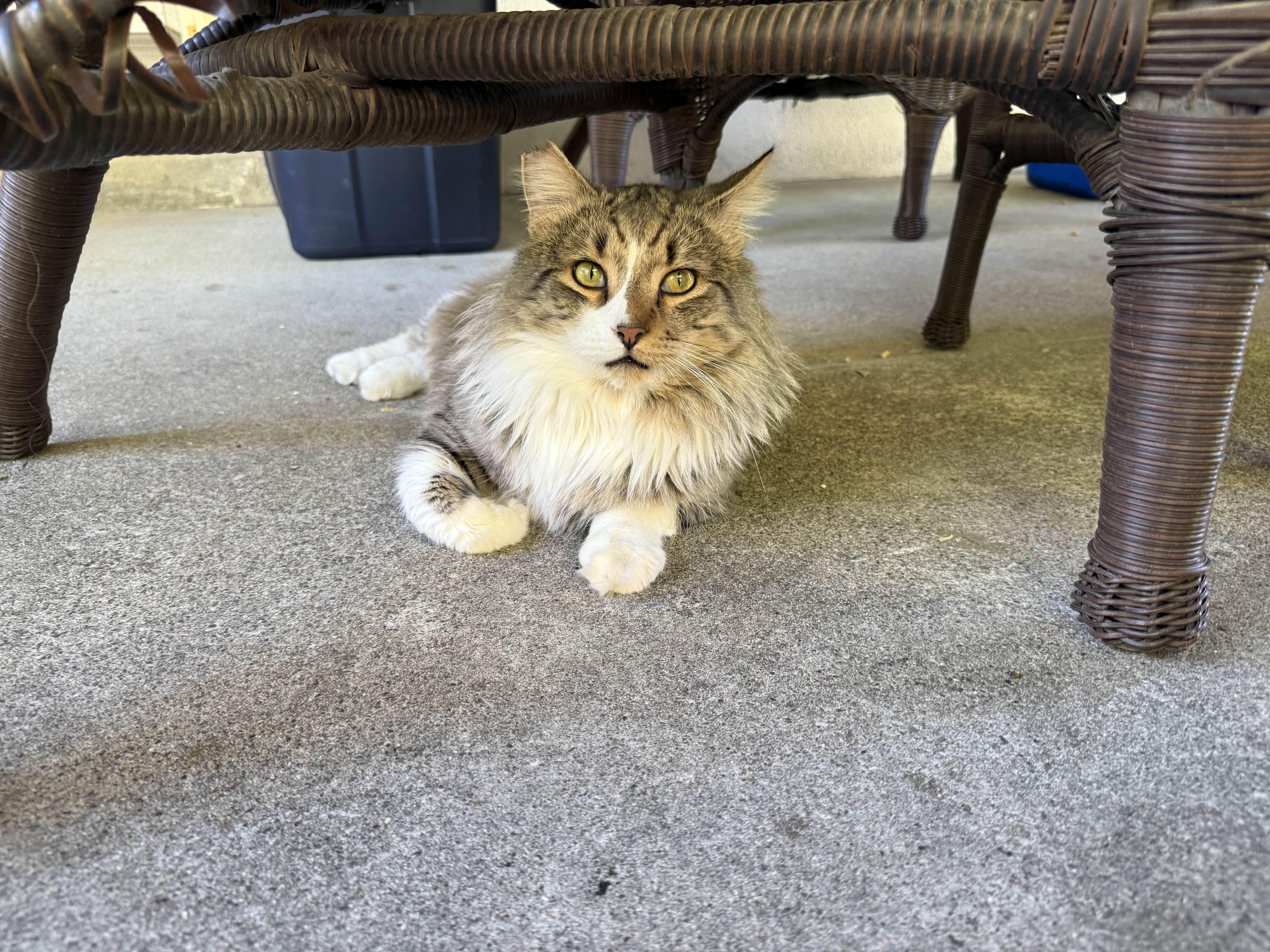 Enlarge Scrub Daddy, a Adoptable Domestic Long Hair in San Luis Obispo, CA image 5/5