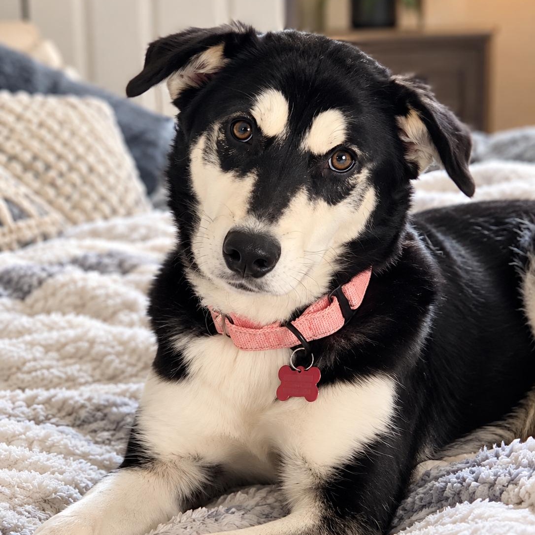Enlarge Ella - Beautiful Sweet Baby Girl, Affectionate, Loves Kisses,Great w/Dogs Fostered Ithaca, NY, a Adoptable mixed breed in Newport, NH image 1/6