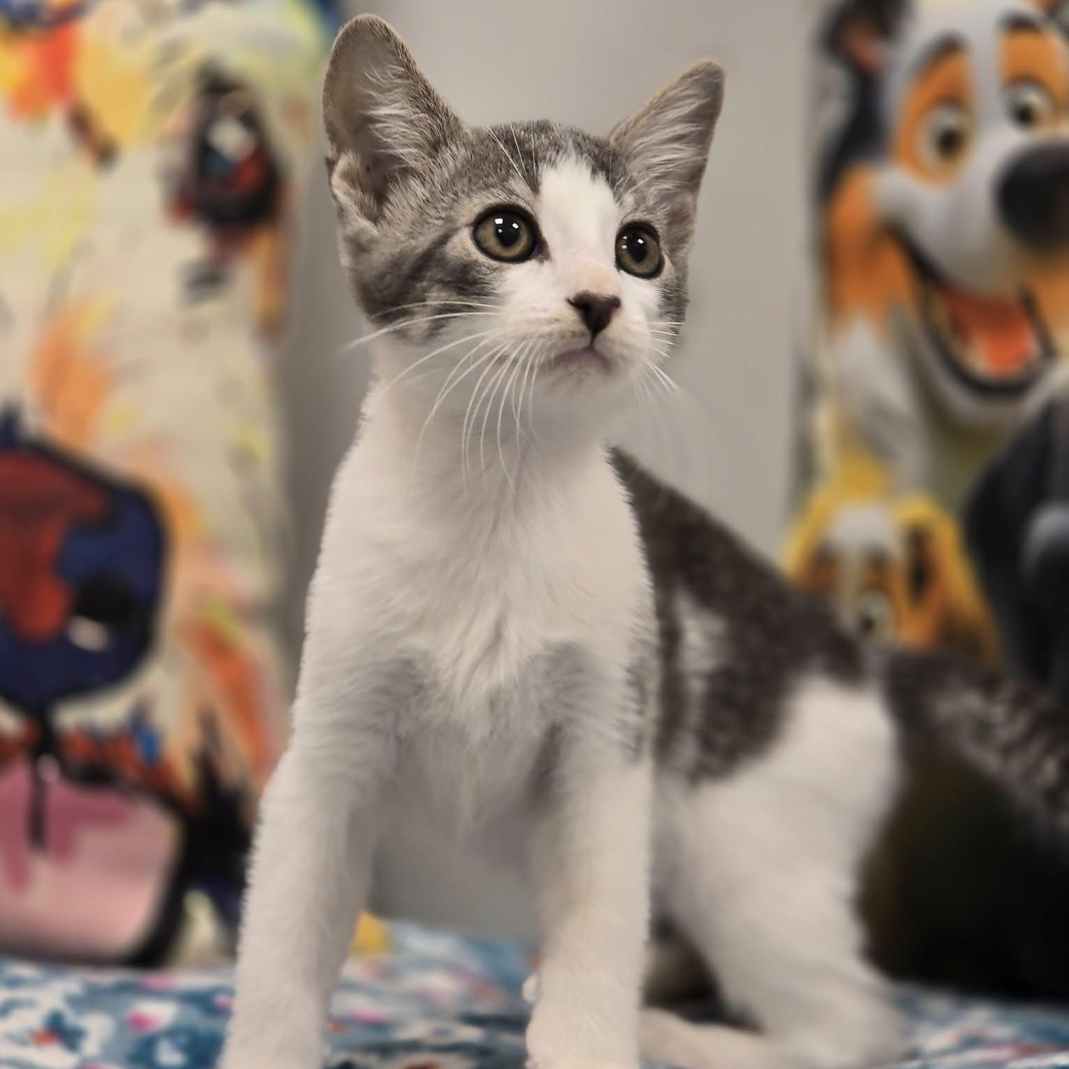 Fifi, ADOPTABLE, Young Female Domestic Short Hair.