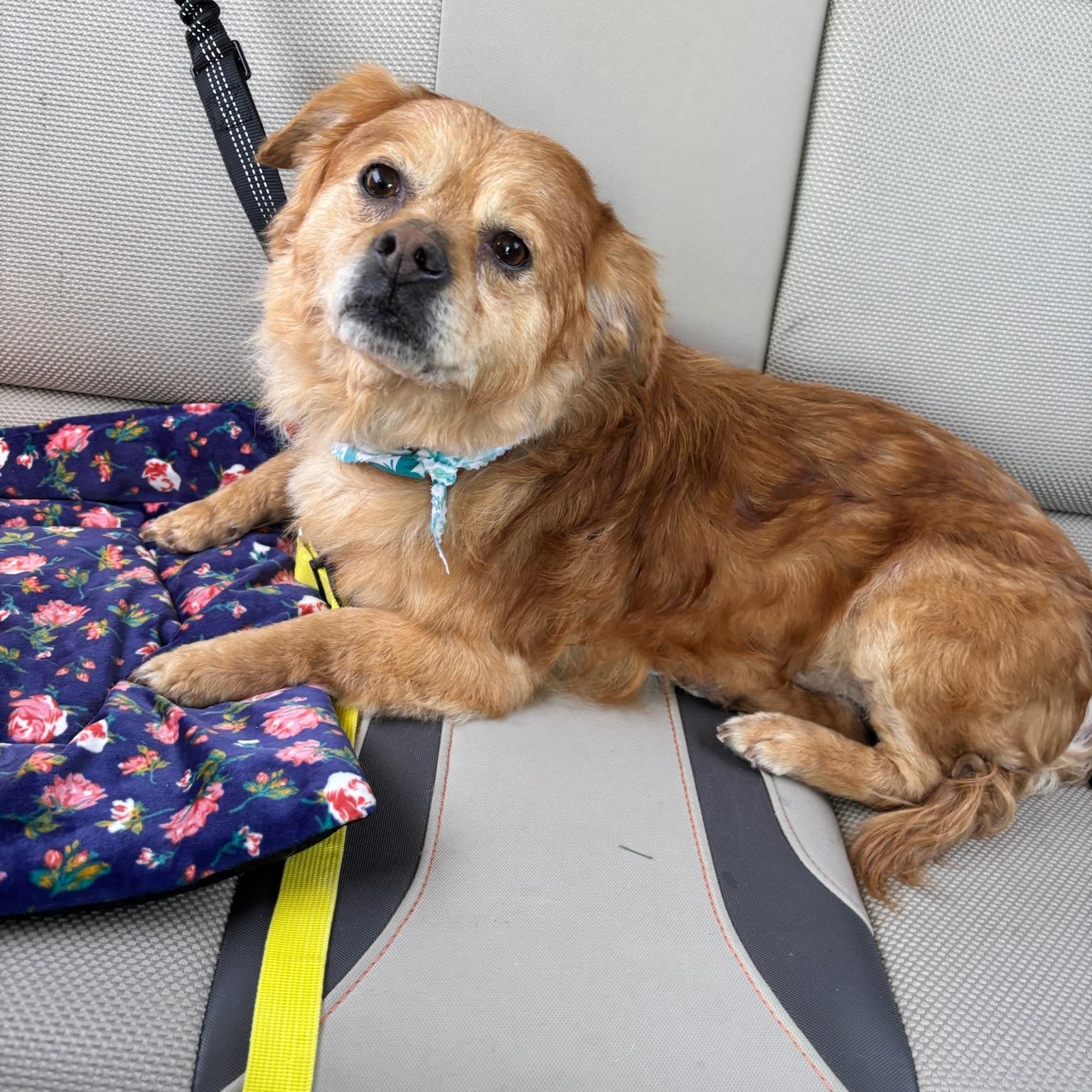 Louis, ADOPTABLE, Young Male Chihuahua.