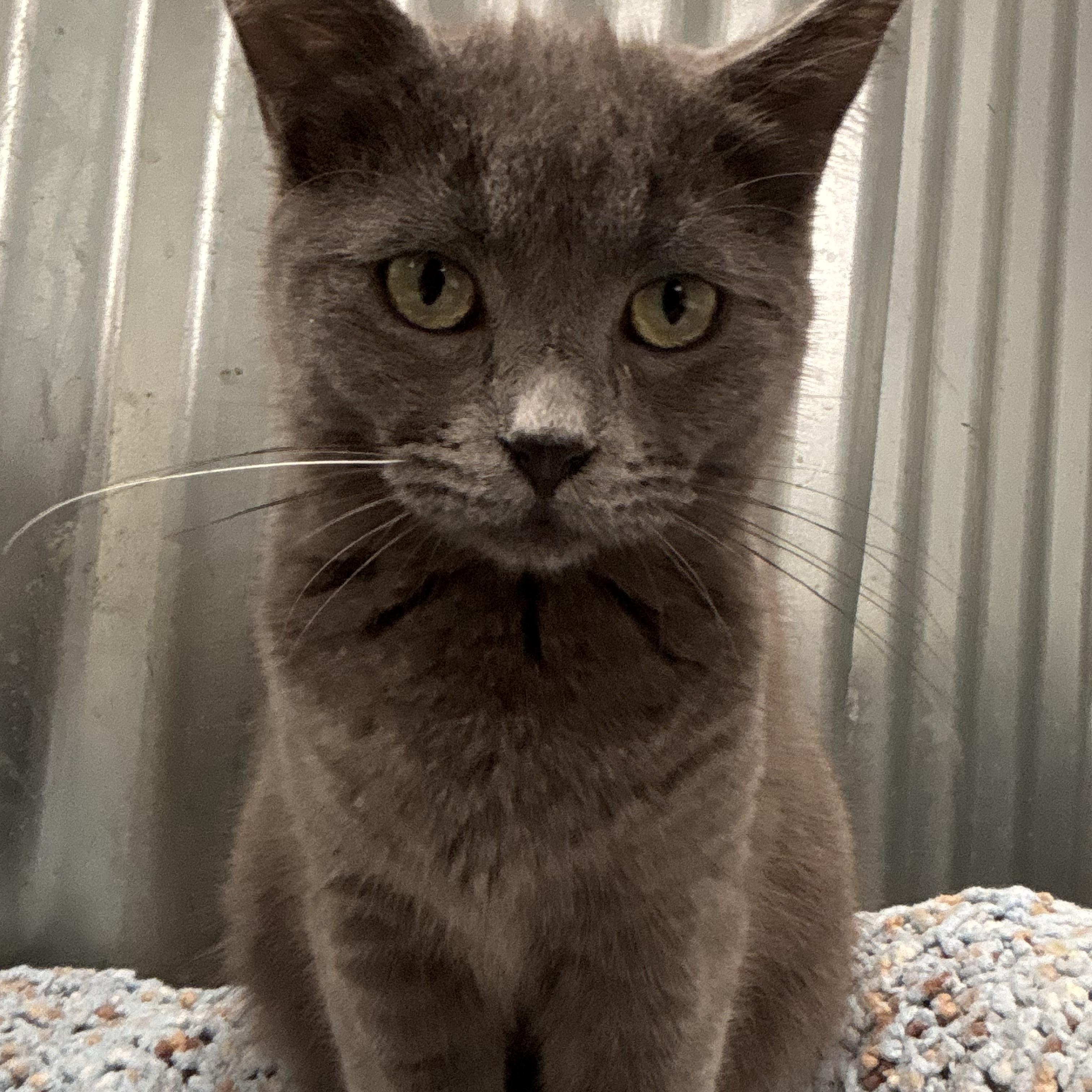 Enlarge Rosie, an adoptable Domestic Short Hair in San Diego, CA image 1/3