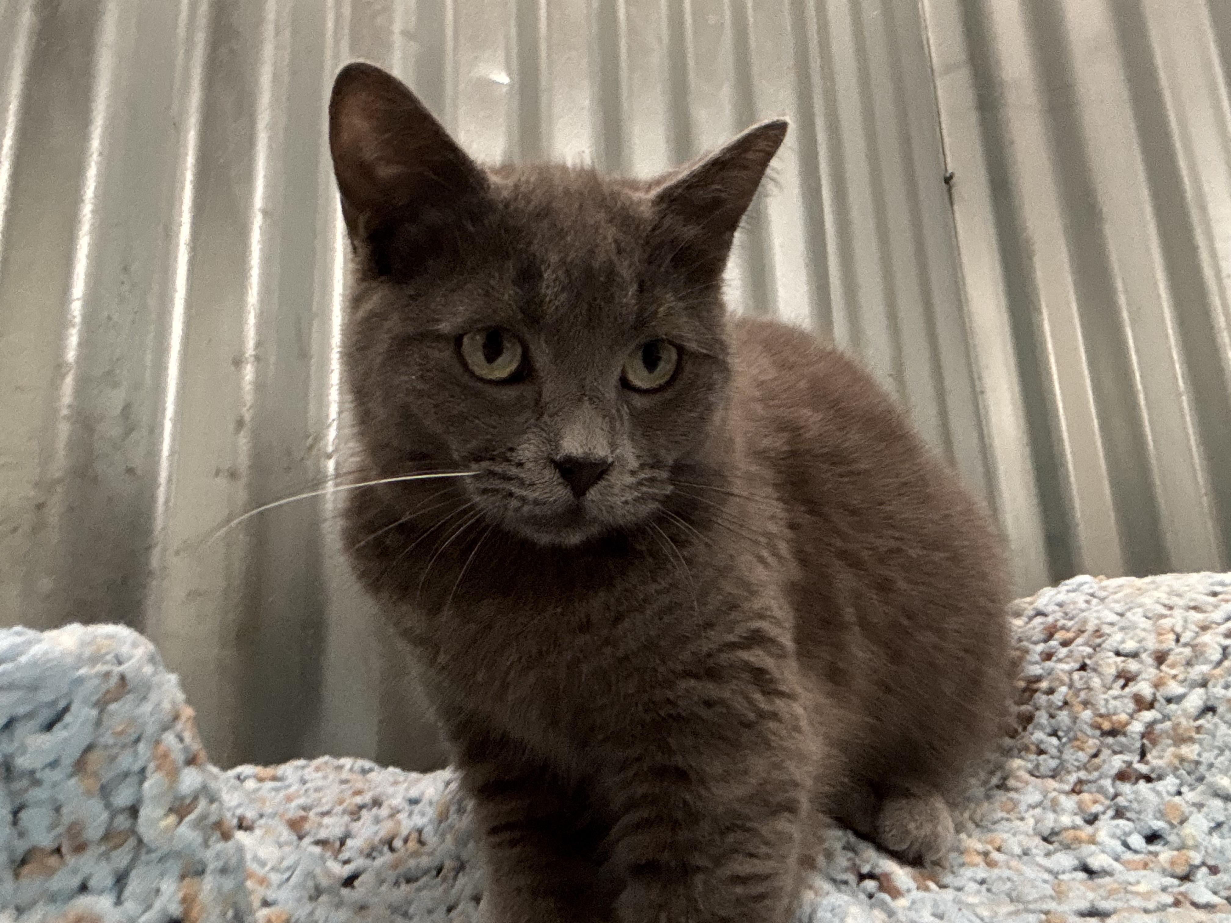 Enlarge Rosie, an adoptable Domestic Short Hair in San Diego, CA image 3/3