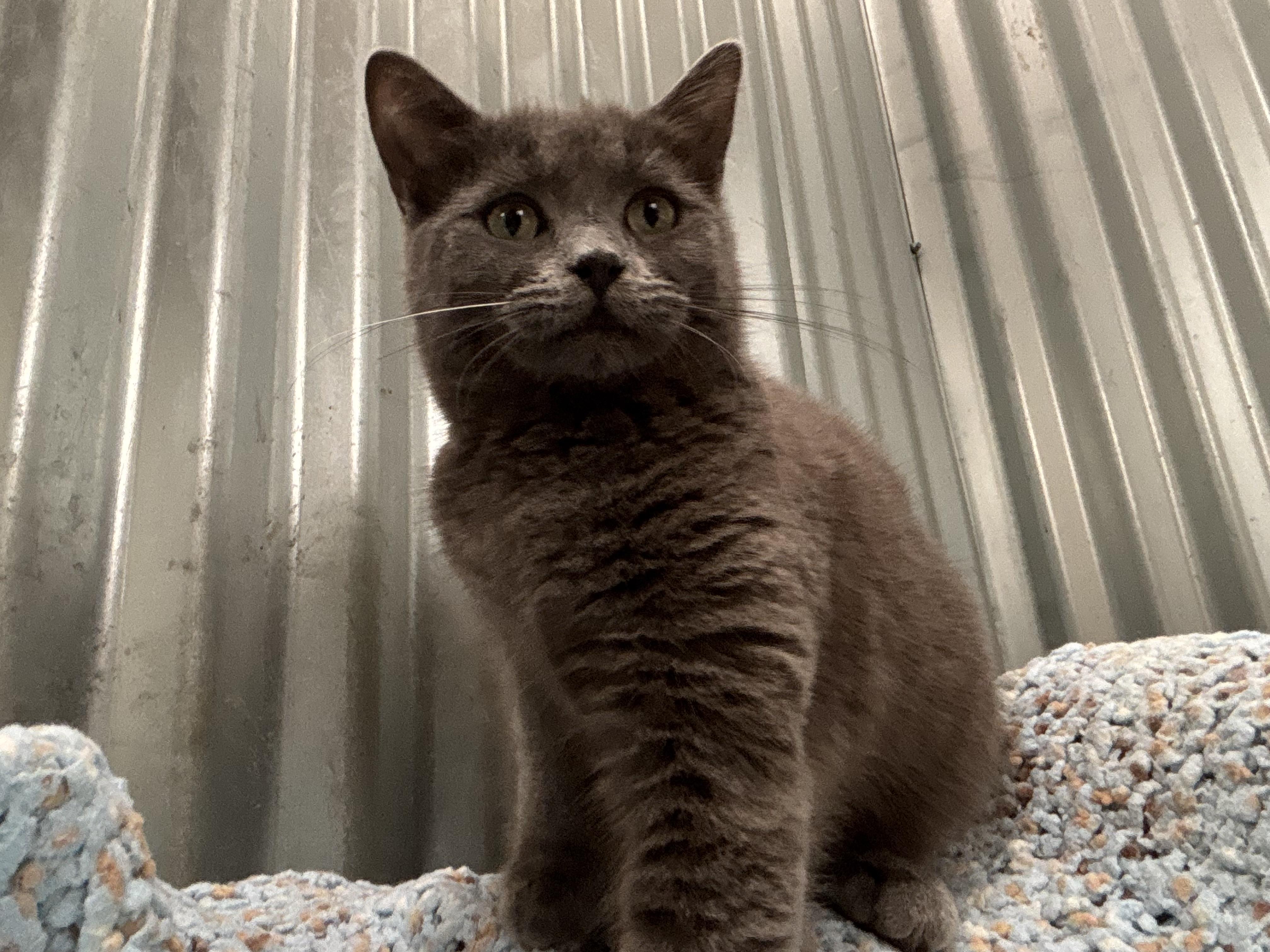 Enlarge Rosie, an adoptable Domestic Short Hair in San Diego, CA image 2/3